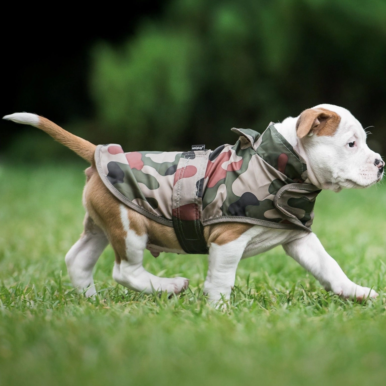 Amiplay Bristol raincoat - Camo