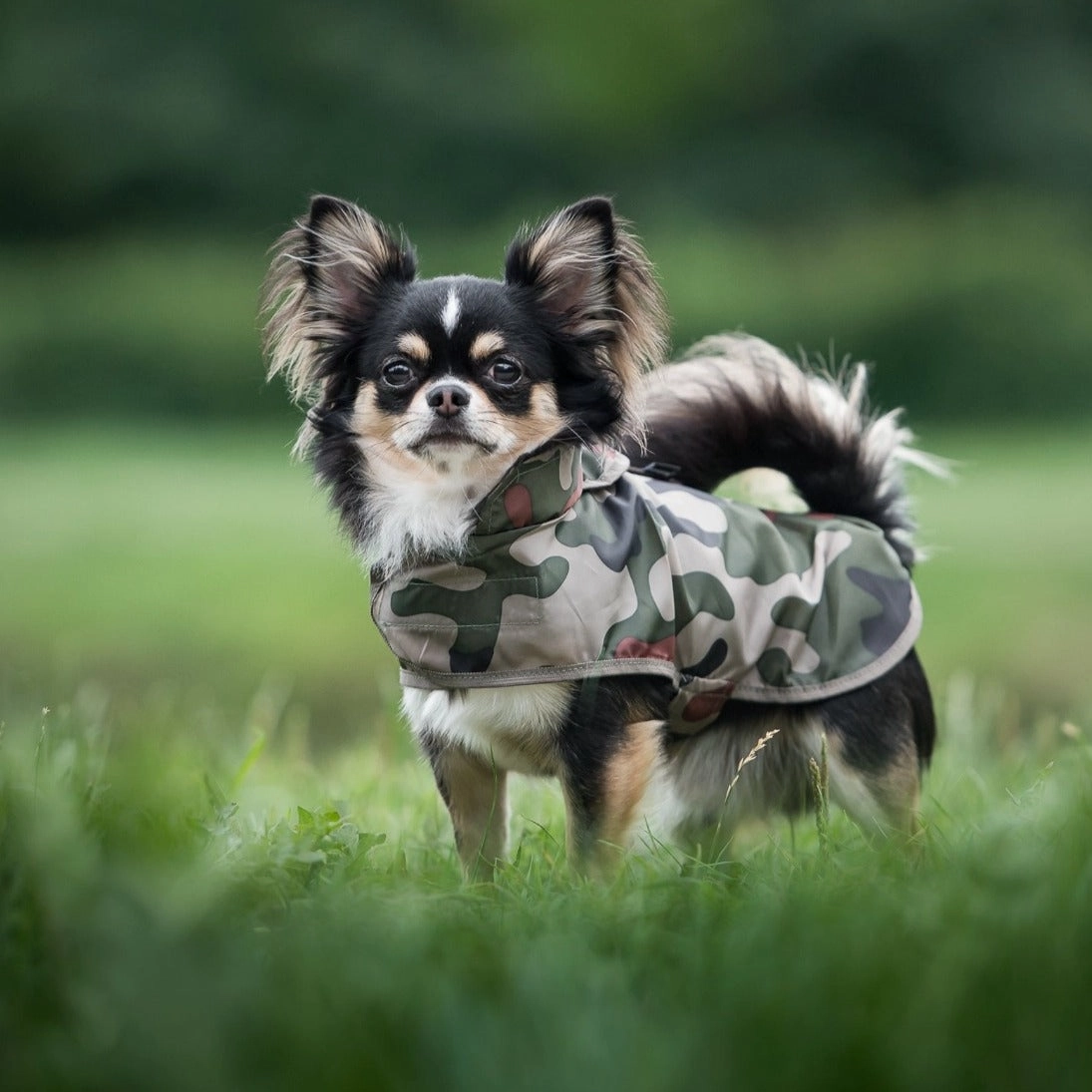 Amiplay Bristol raincoat - Camo
