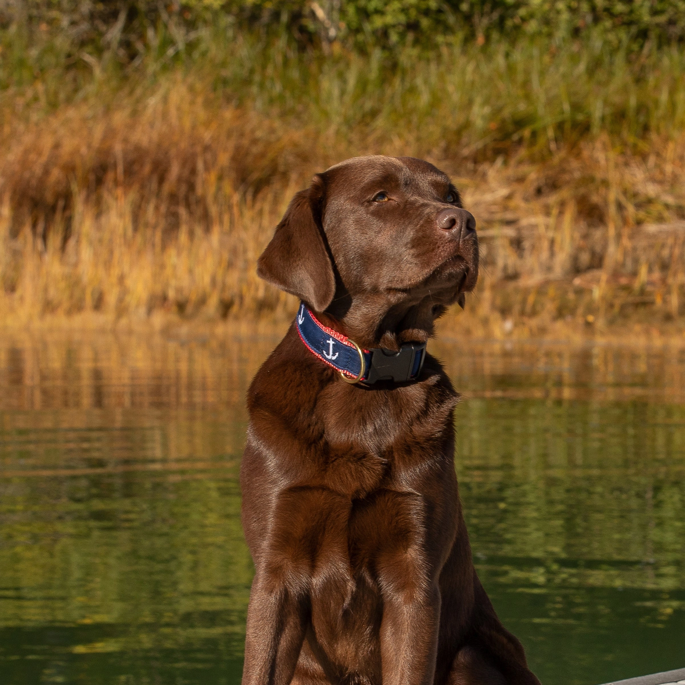 Anchor Ribbon Dog Collar