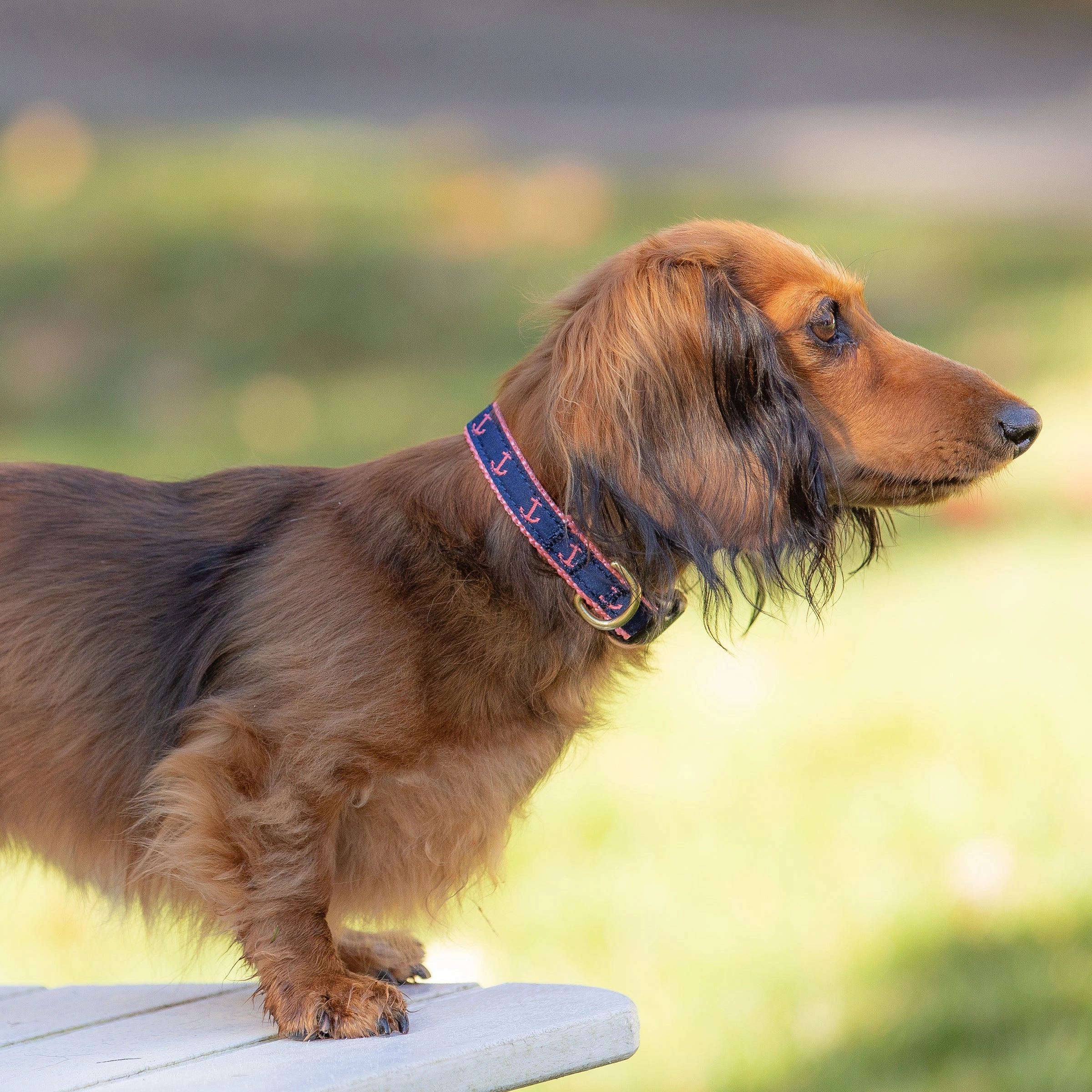 Anchor Ribbon Dog Collar