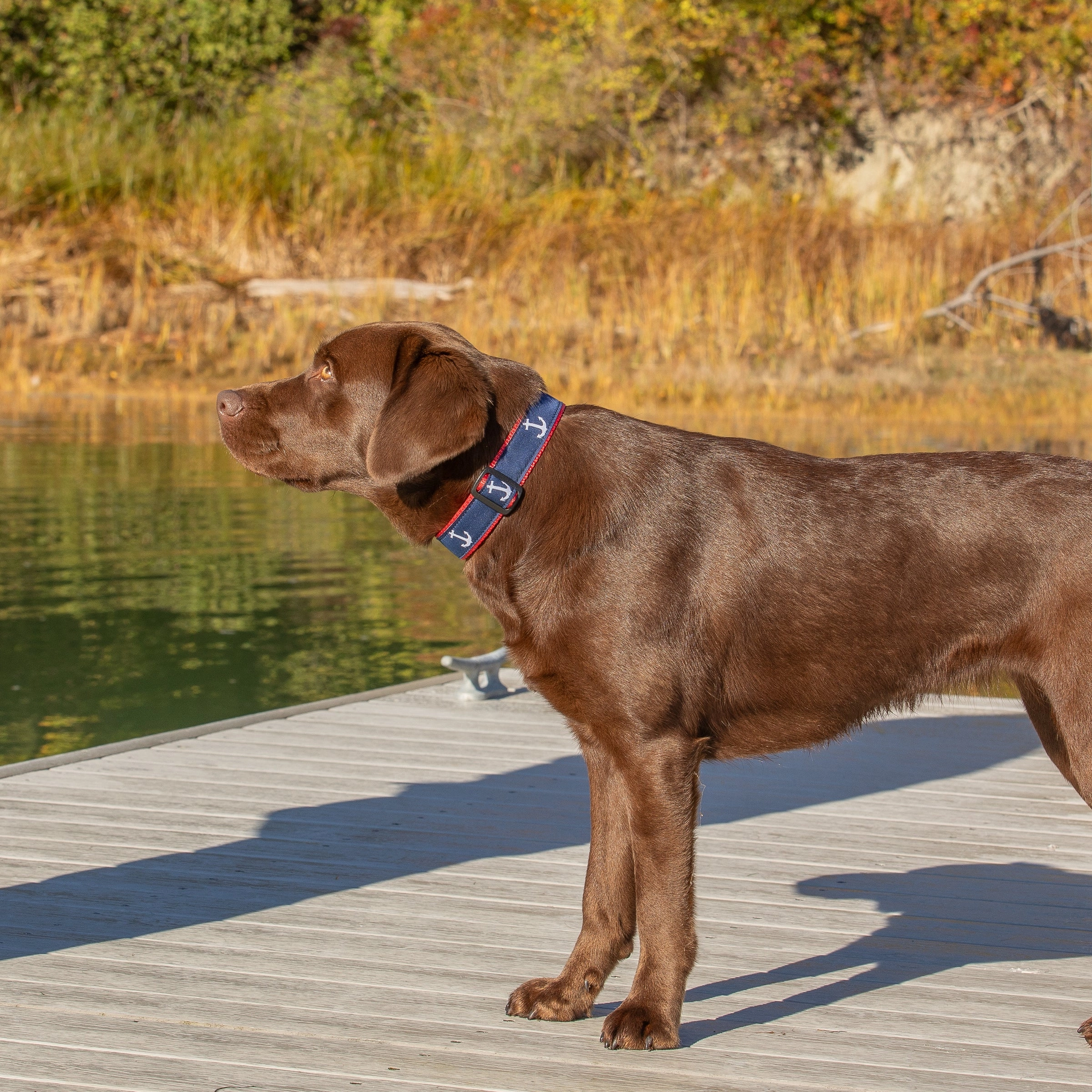 Anchor Ribbon Dog Collar