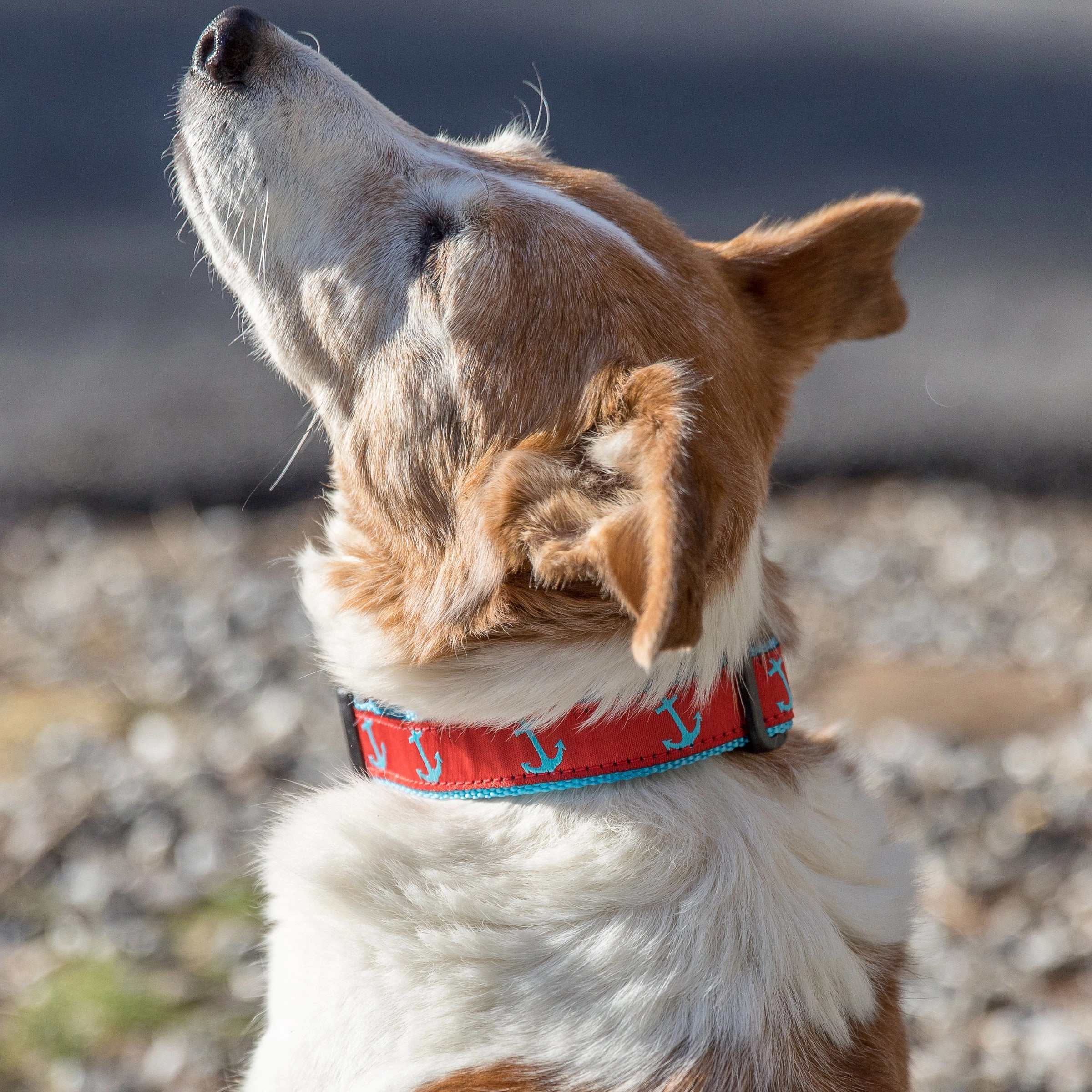 Anchor Ribbon Dog Collar
