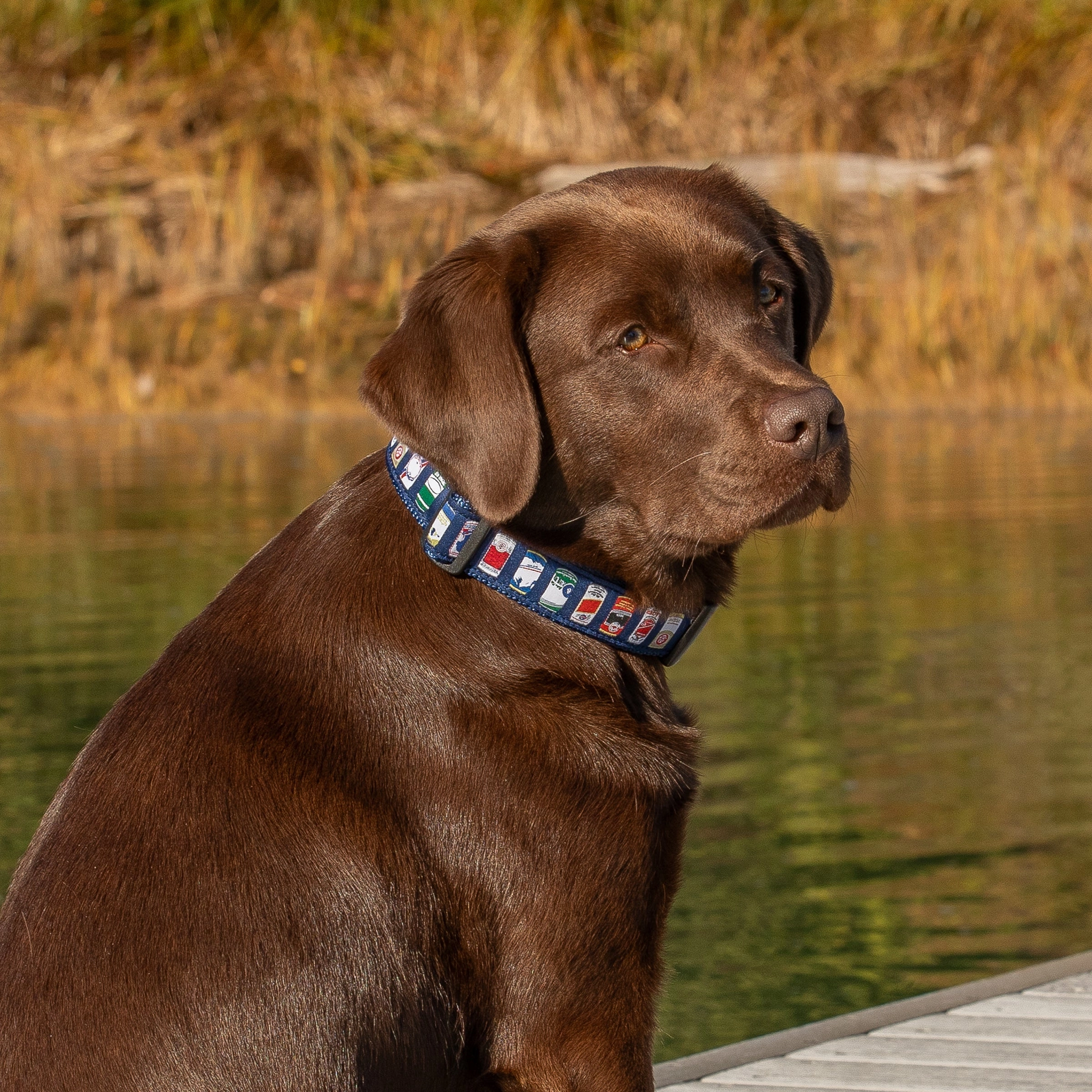 Cheap Buzz Ribbon Dog Collar