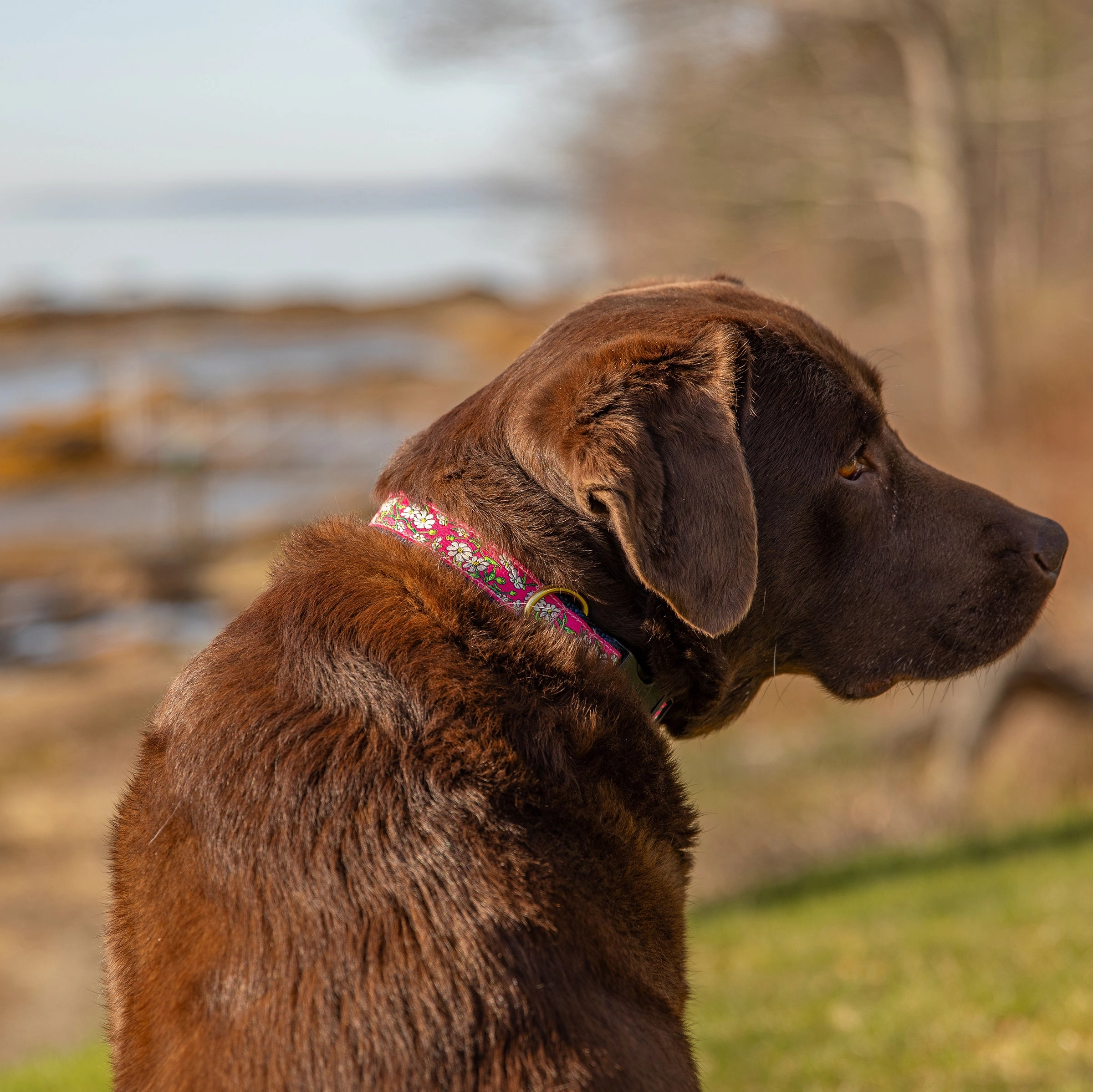 Cosmos Ribbon Dog Collar