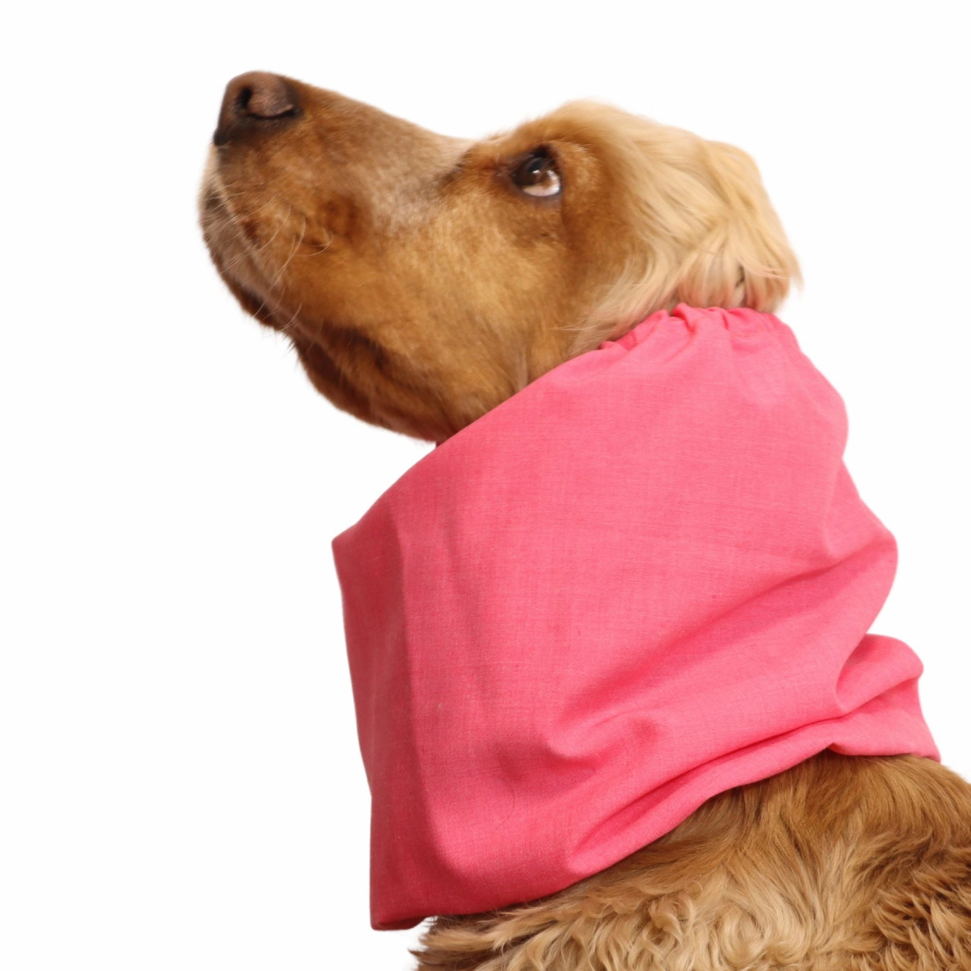 Cotton Dog Snood | Coral Pink