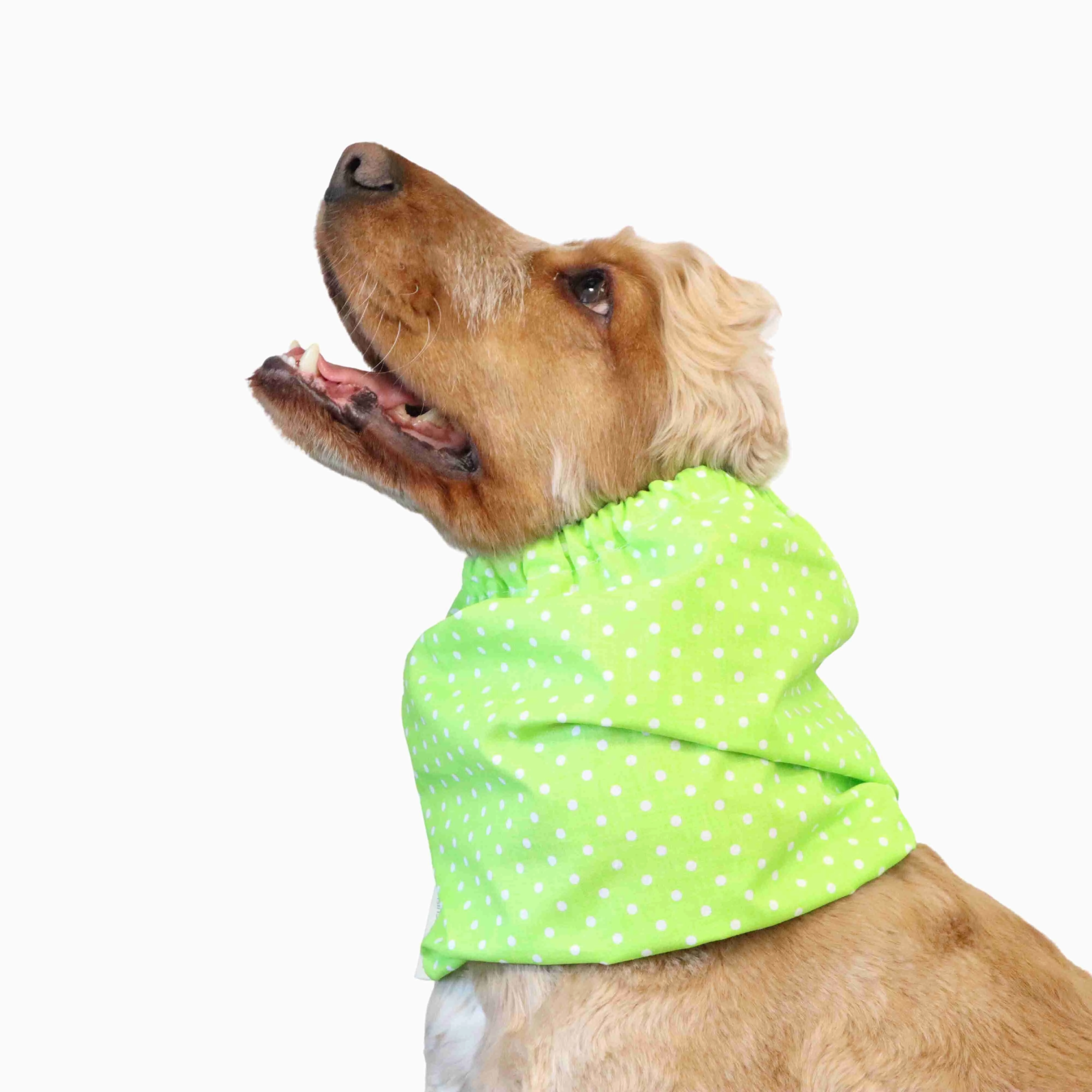 Cotton Dog Snood | Dots in Green