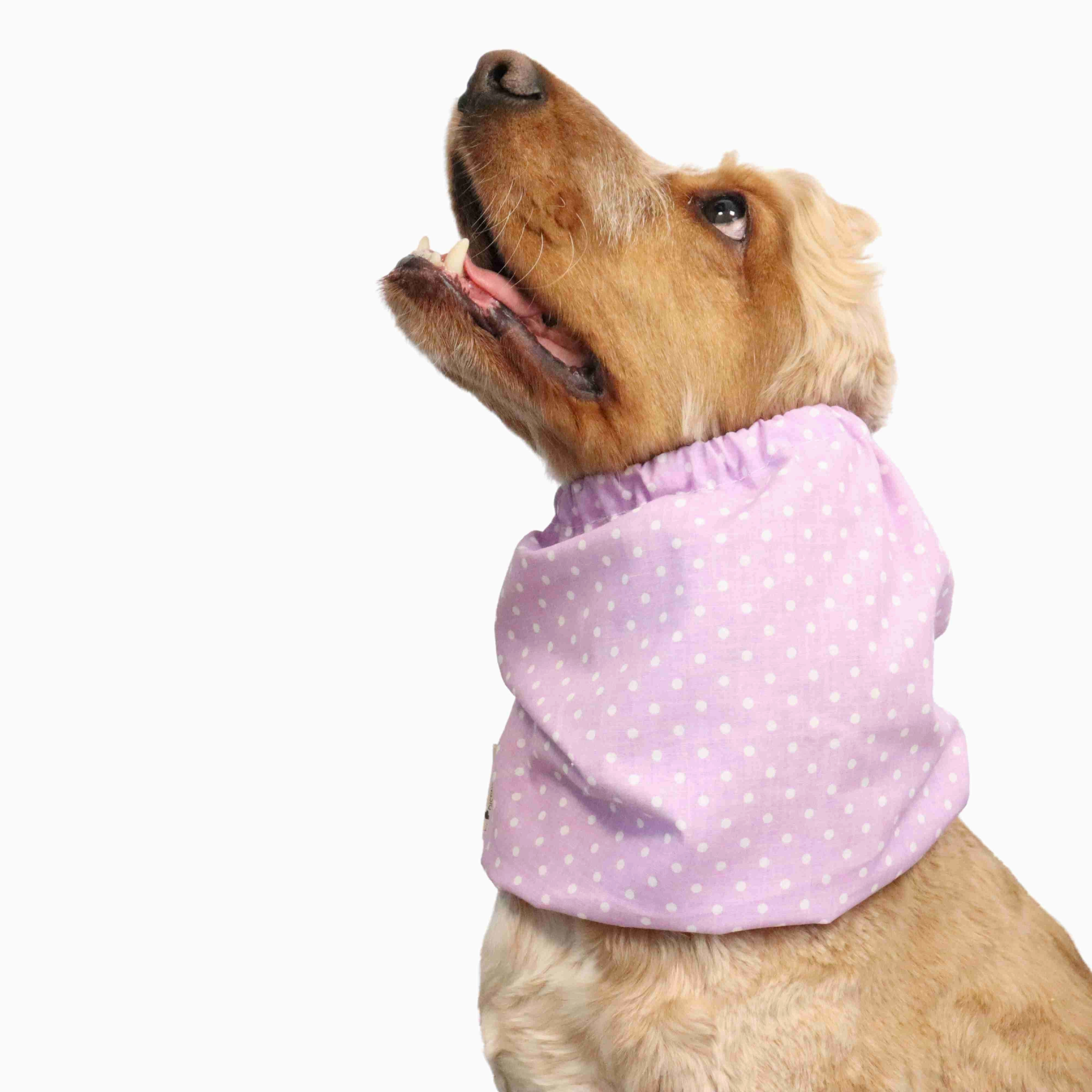 Cotton Dog Snood | Dots in Purple