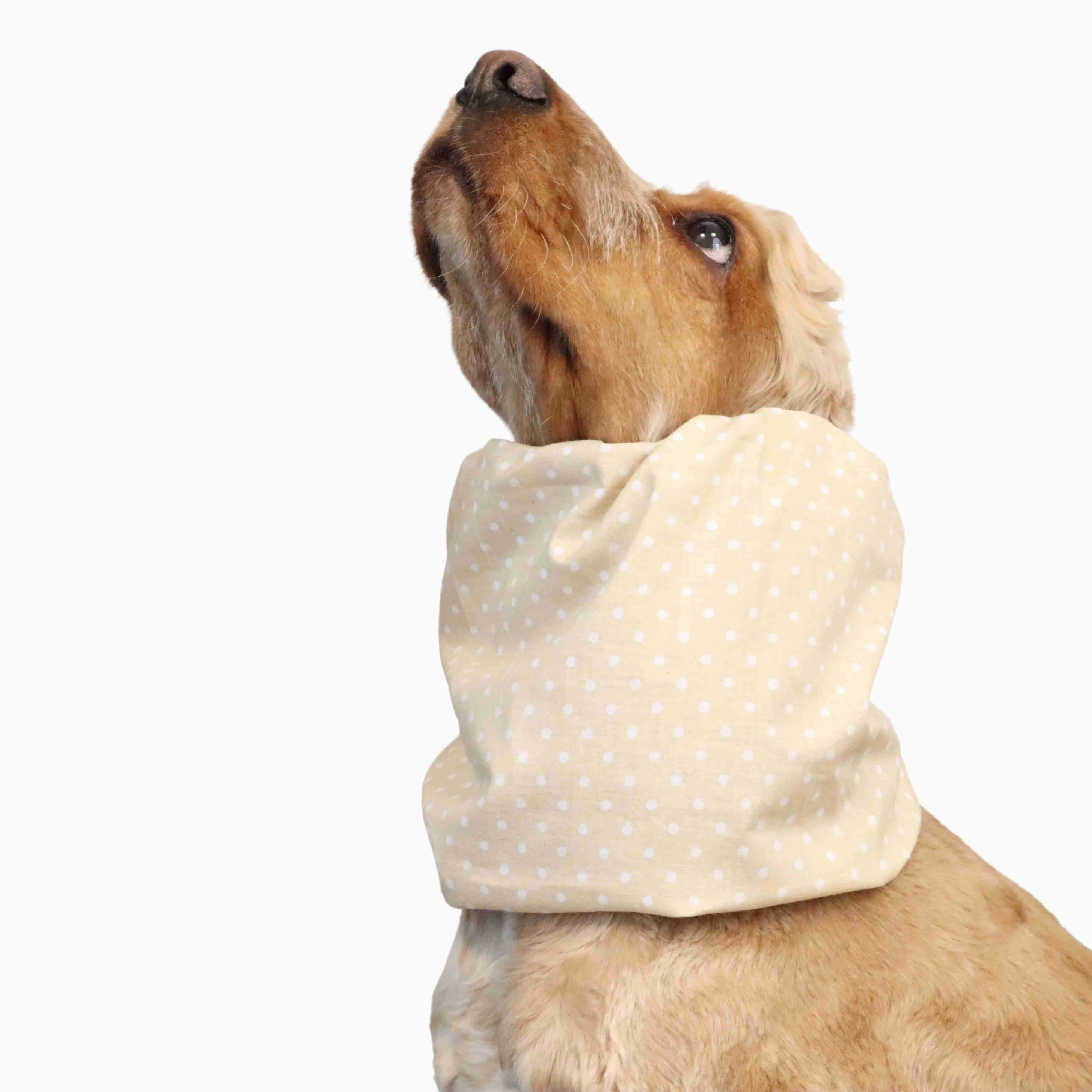 Cotton Dog Snood | Dots in Vanilla Cream