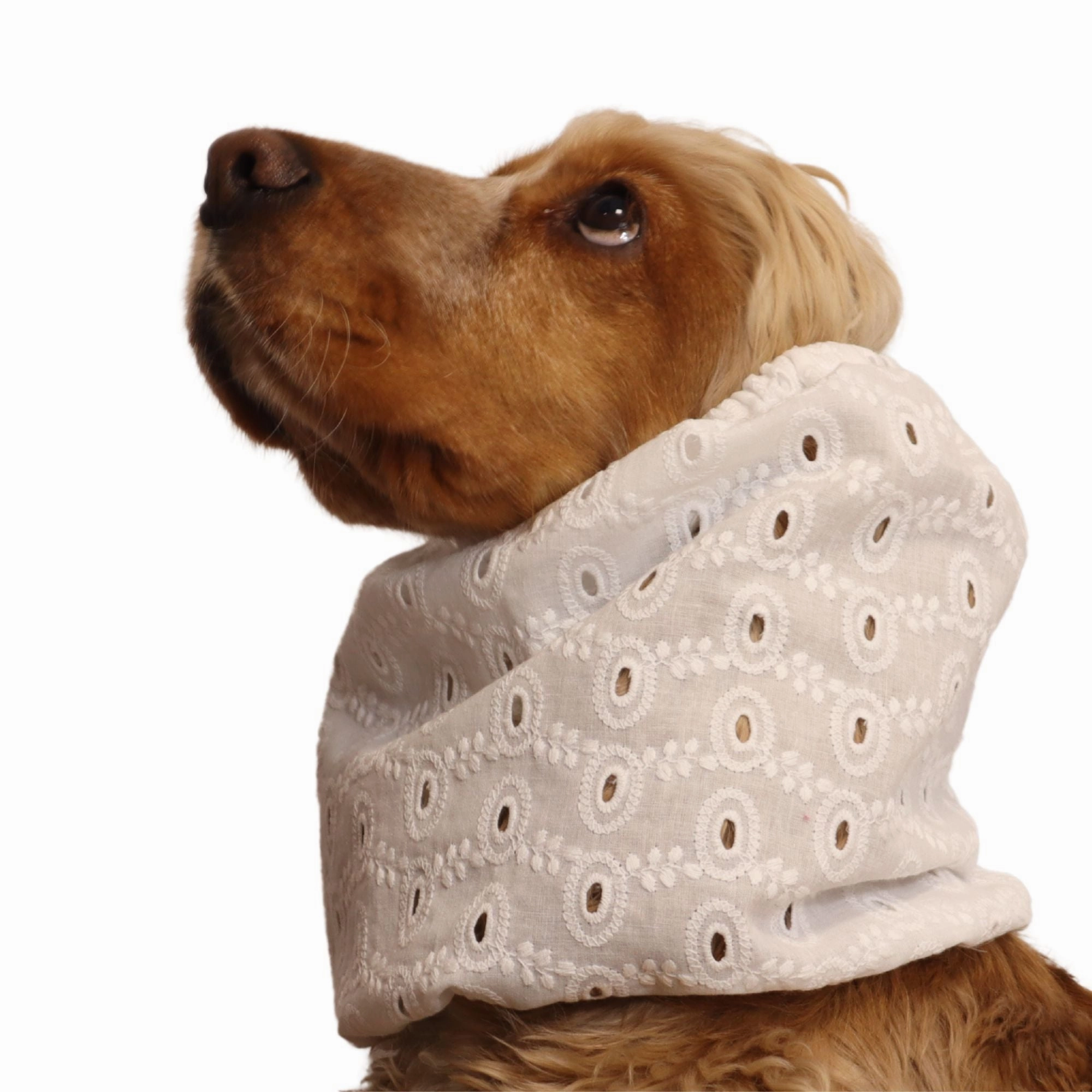 Cotton Dog Snood | Lacy Cloud
