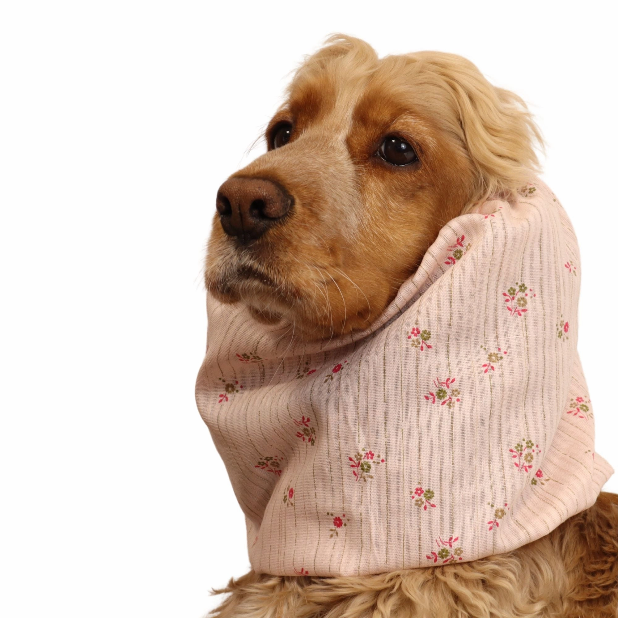 Cotton Dog Snood | Soft Summer