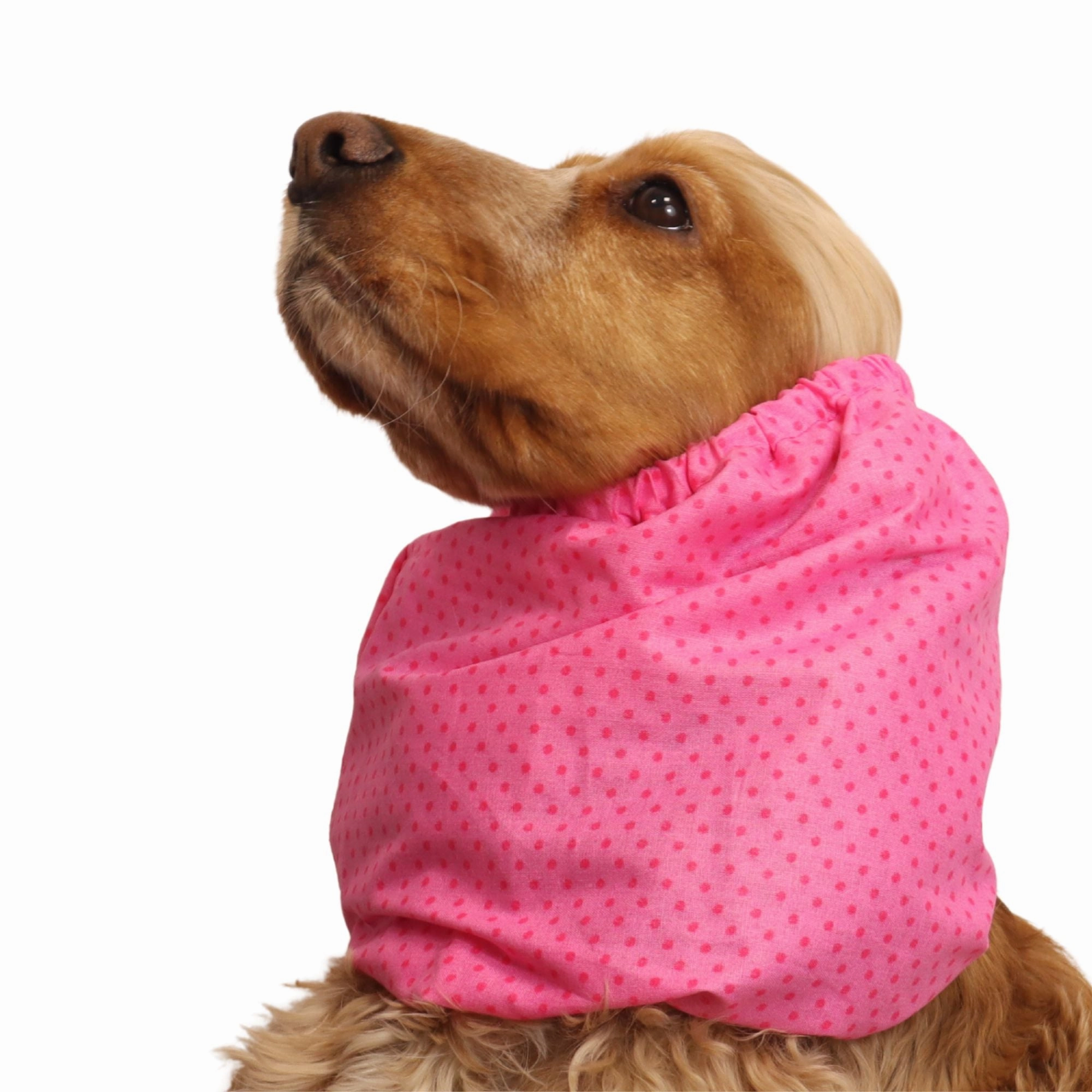 Cotton Dog Snood | Strawberry Dots