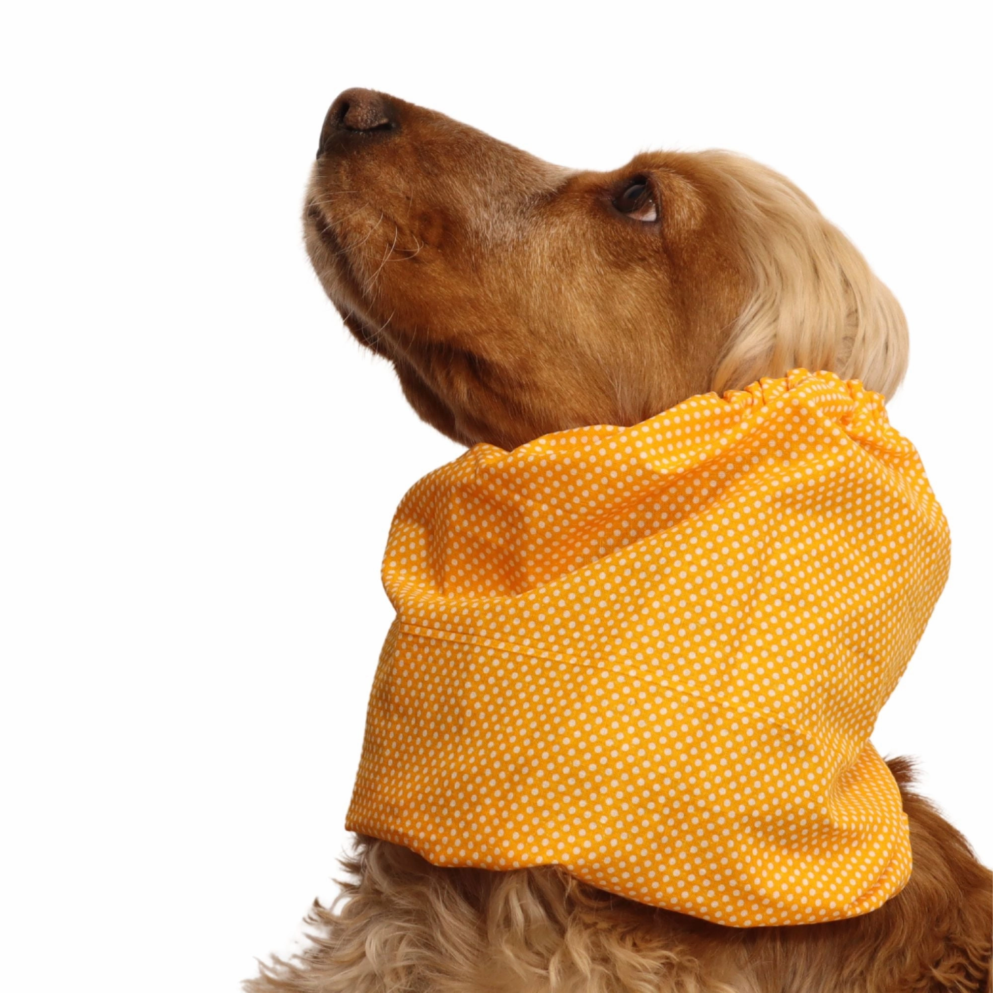 Cotton Dog Snood | Sunny Dots