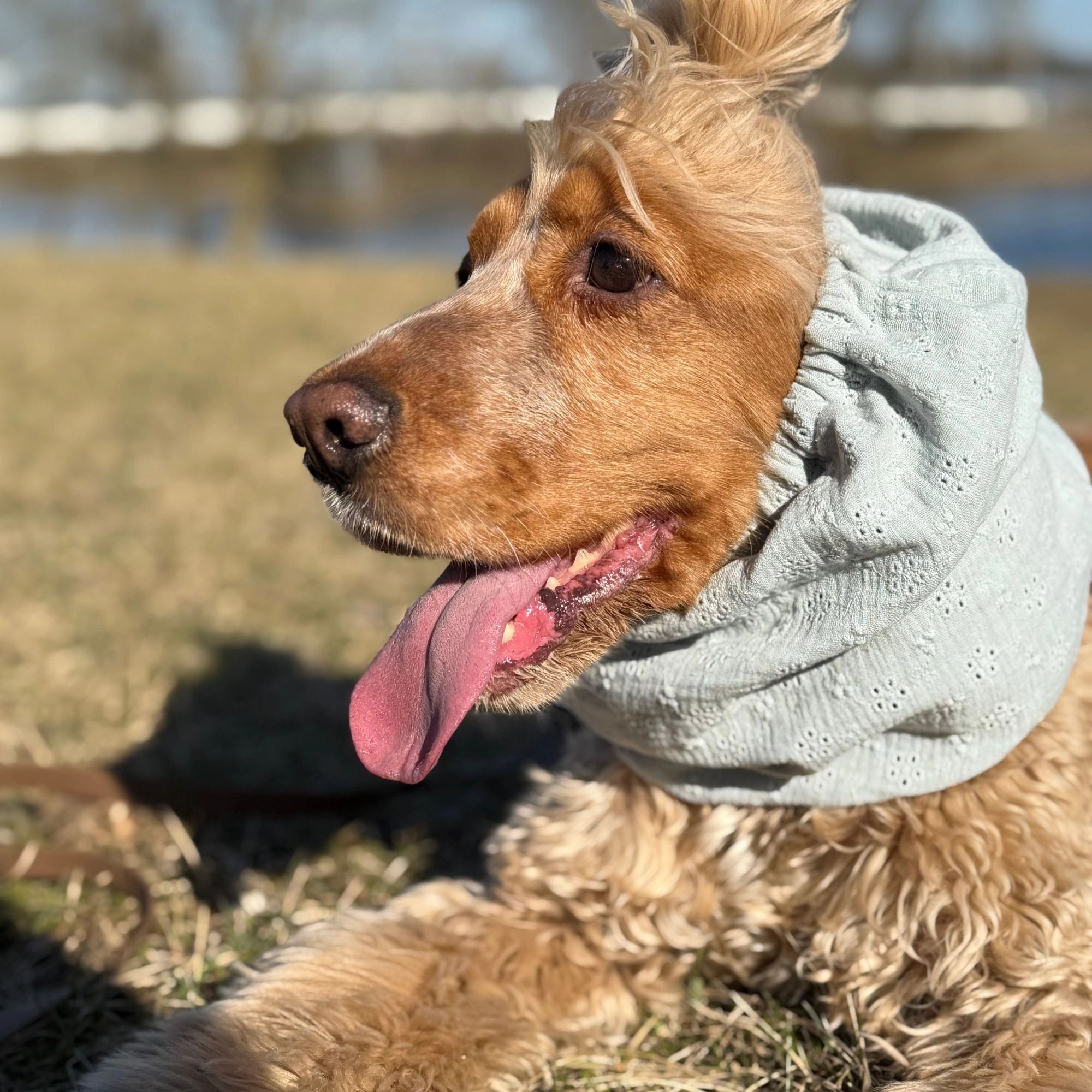 Cotton (Muslin) Dog Snood | Mint