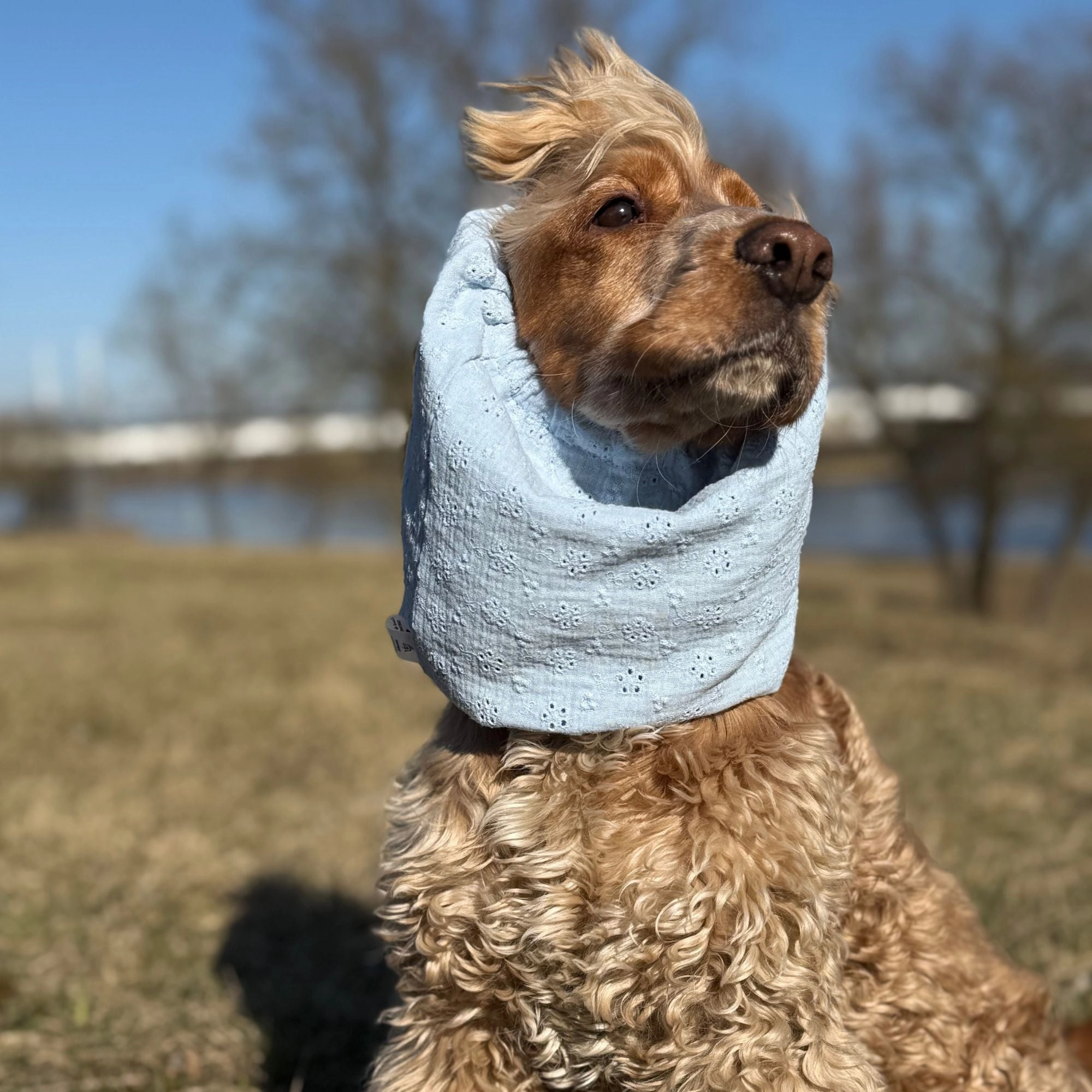 Cotton (Muslin) Dog Snood | Pastel Blue