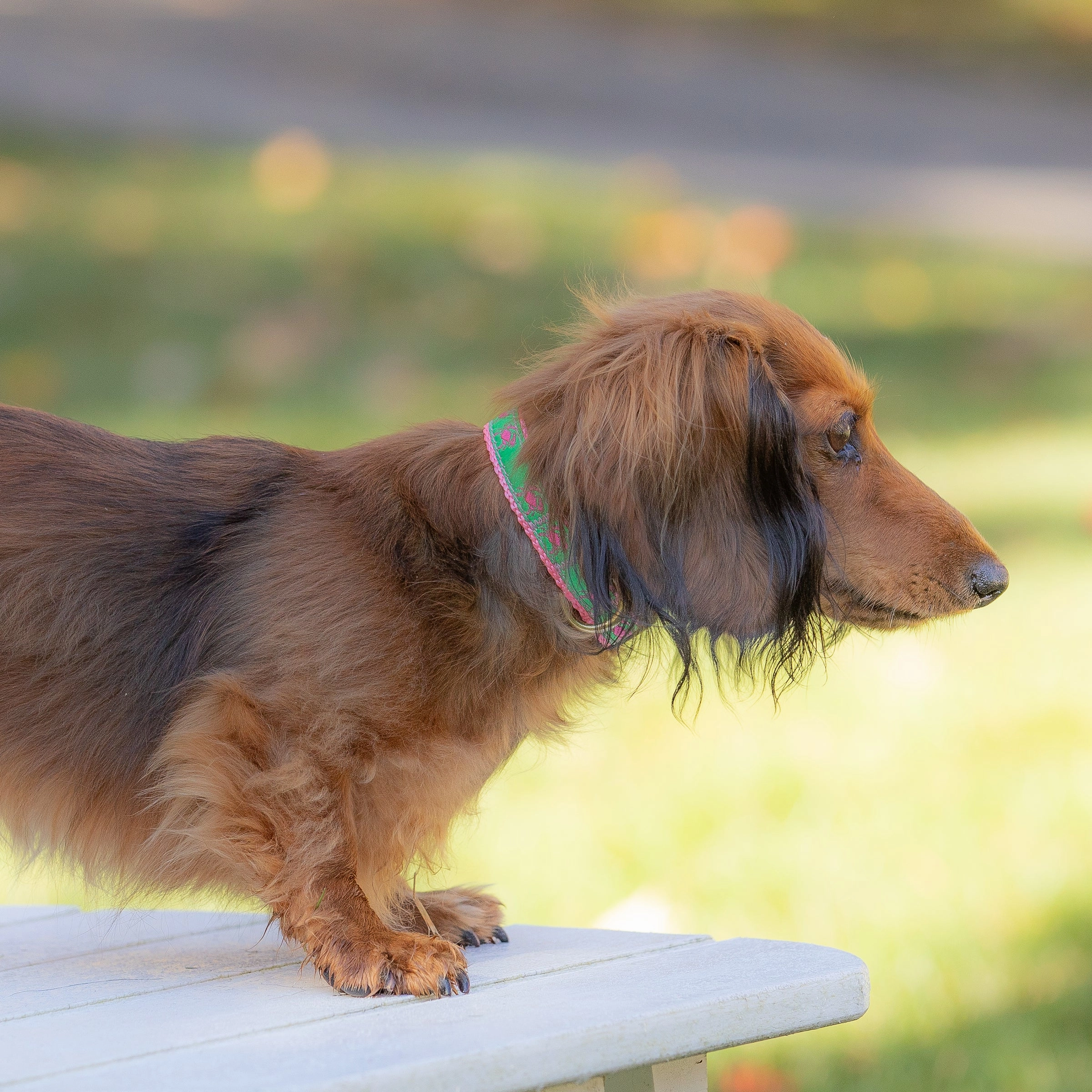 Crab Ribbon Dog Collar