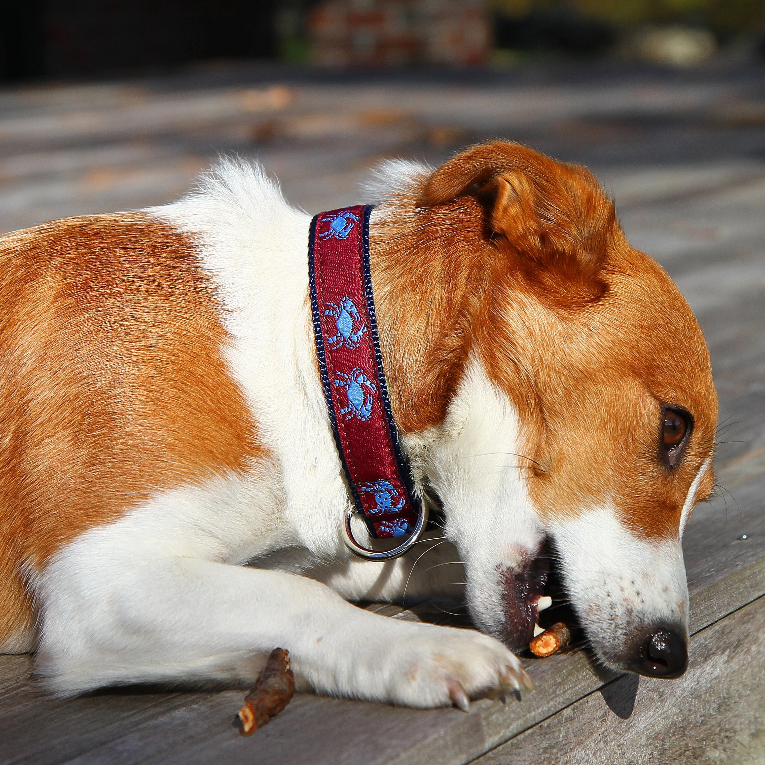 Crab Ribbon Dog Collar