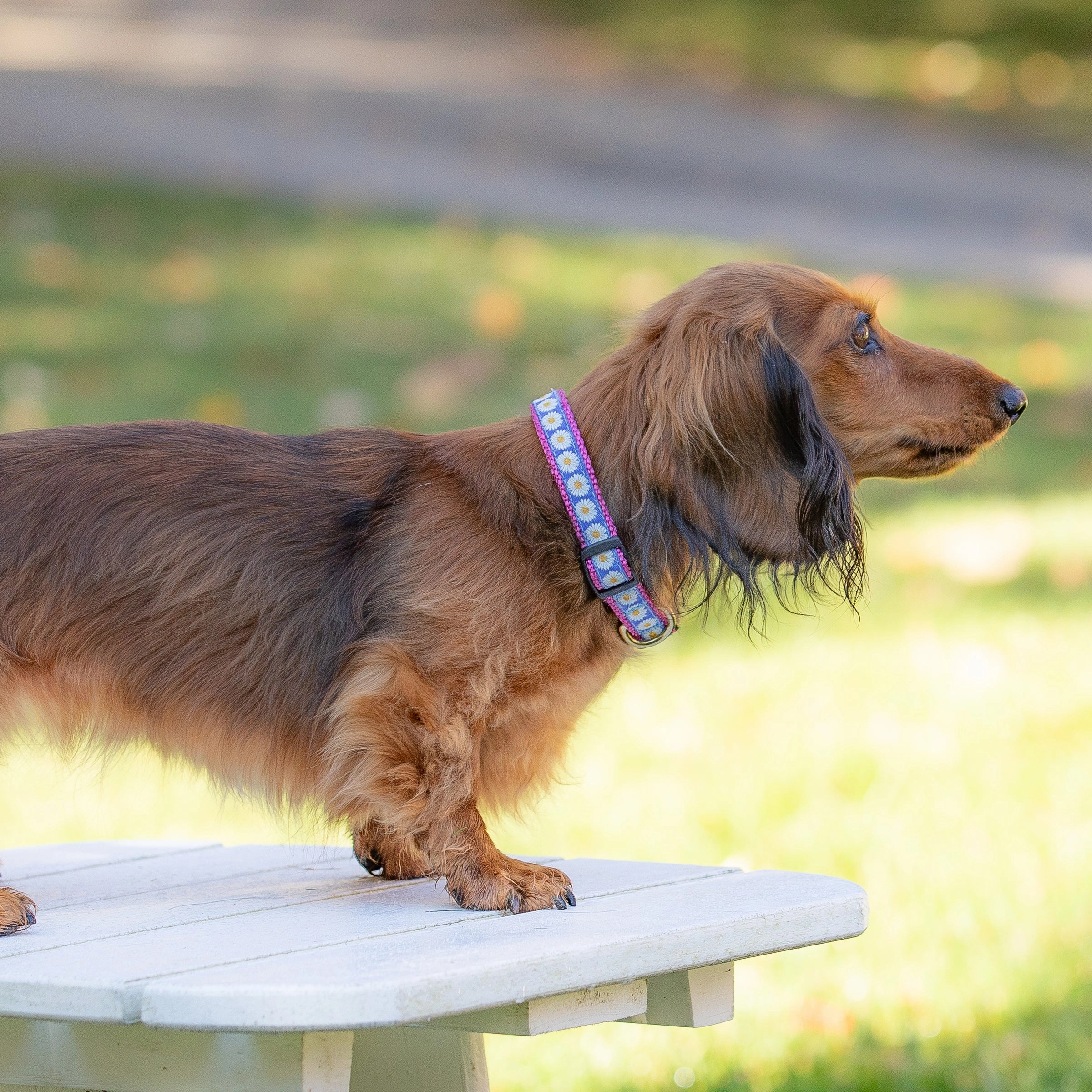Daisies Ribbon Dog Collar