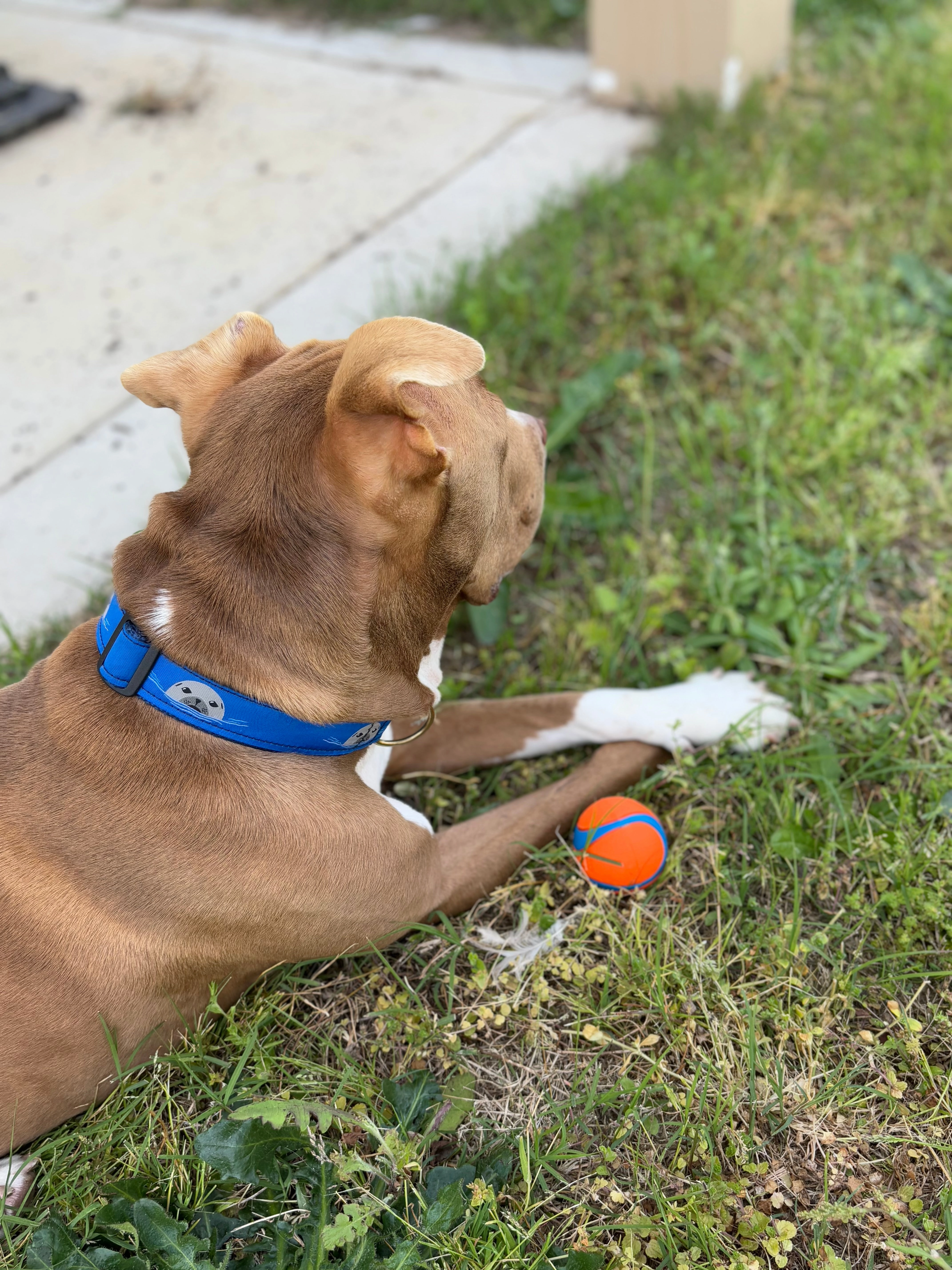 Harbor Seal Ribbon Dog Collar