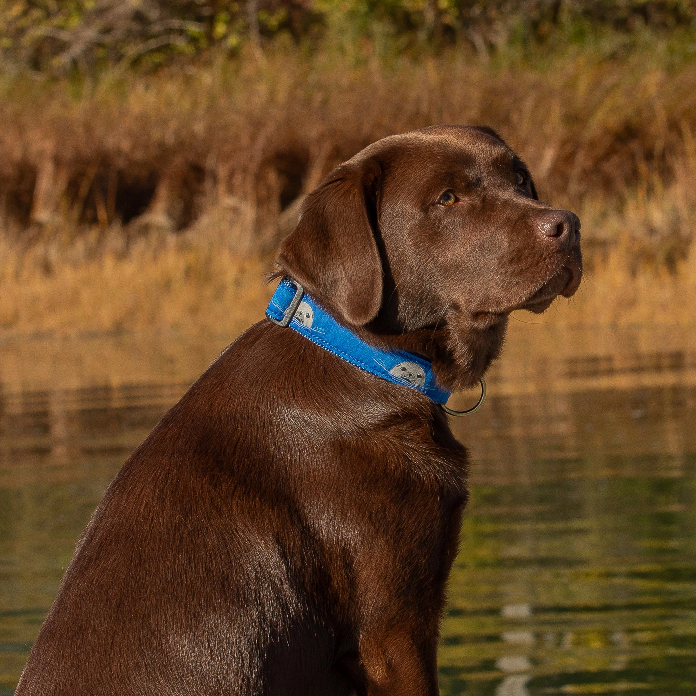 Harbor Seal Ribbon Dog Collar