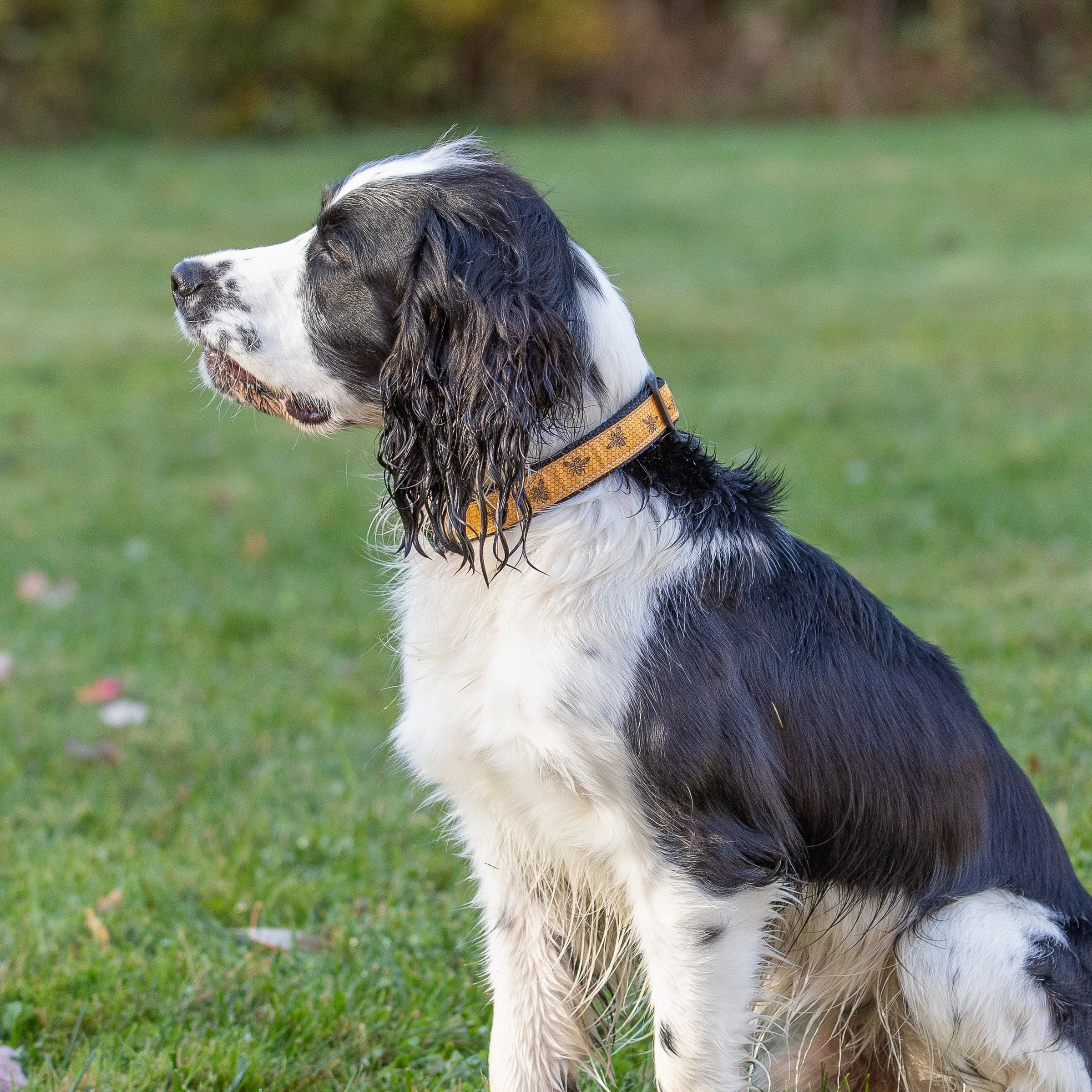 Honey Bees Ribbon Dog Collar