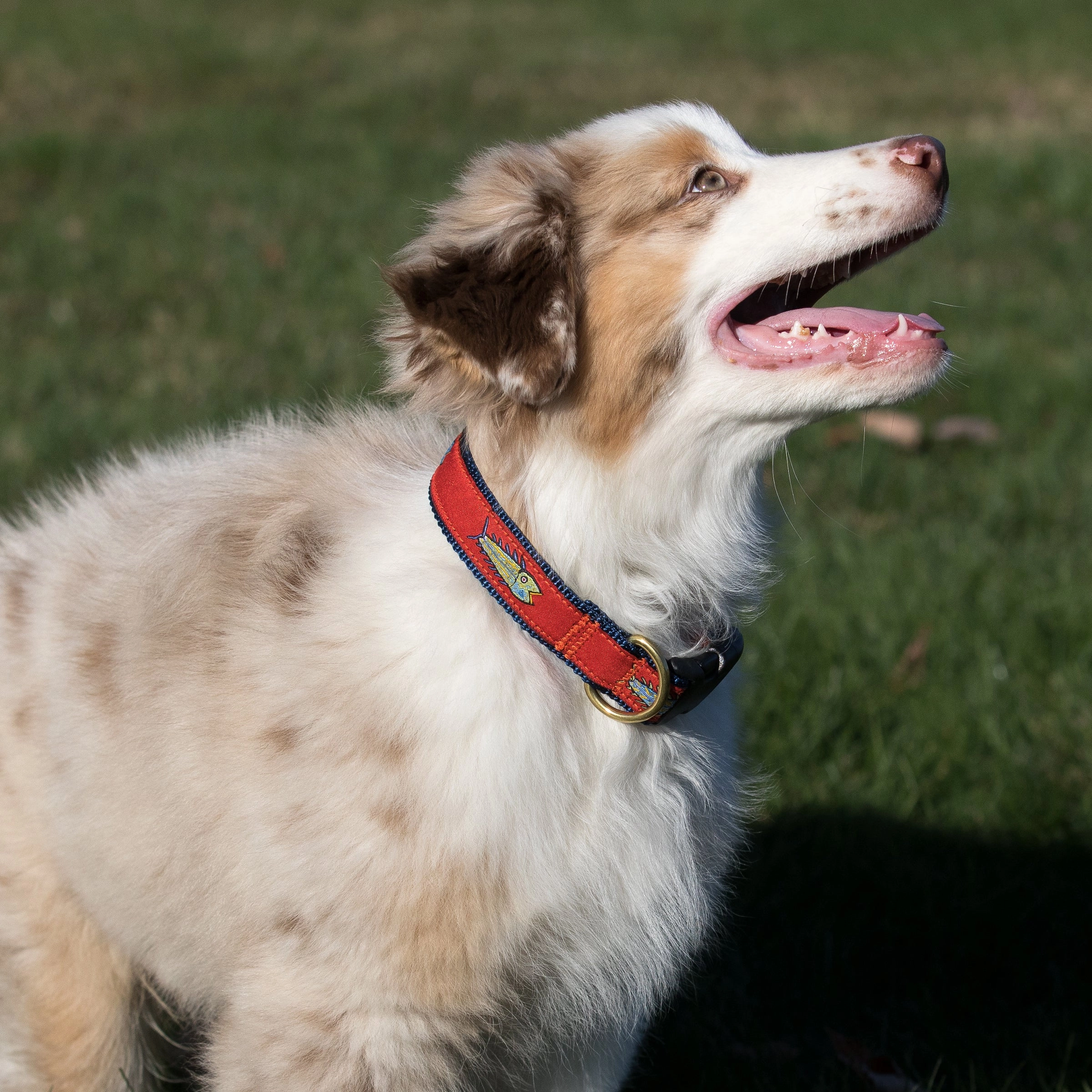 Hopkins Fish Ribbon Dog Collar