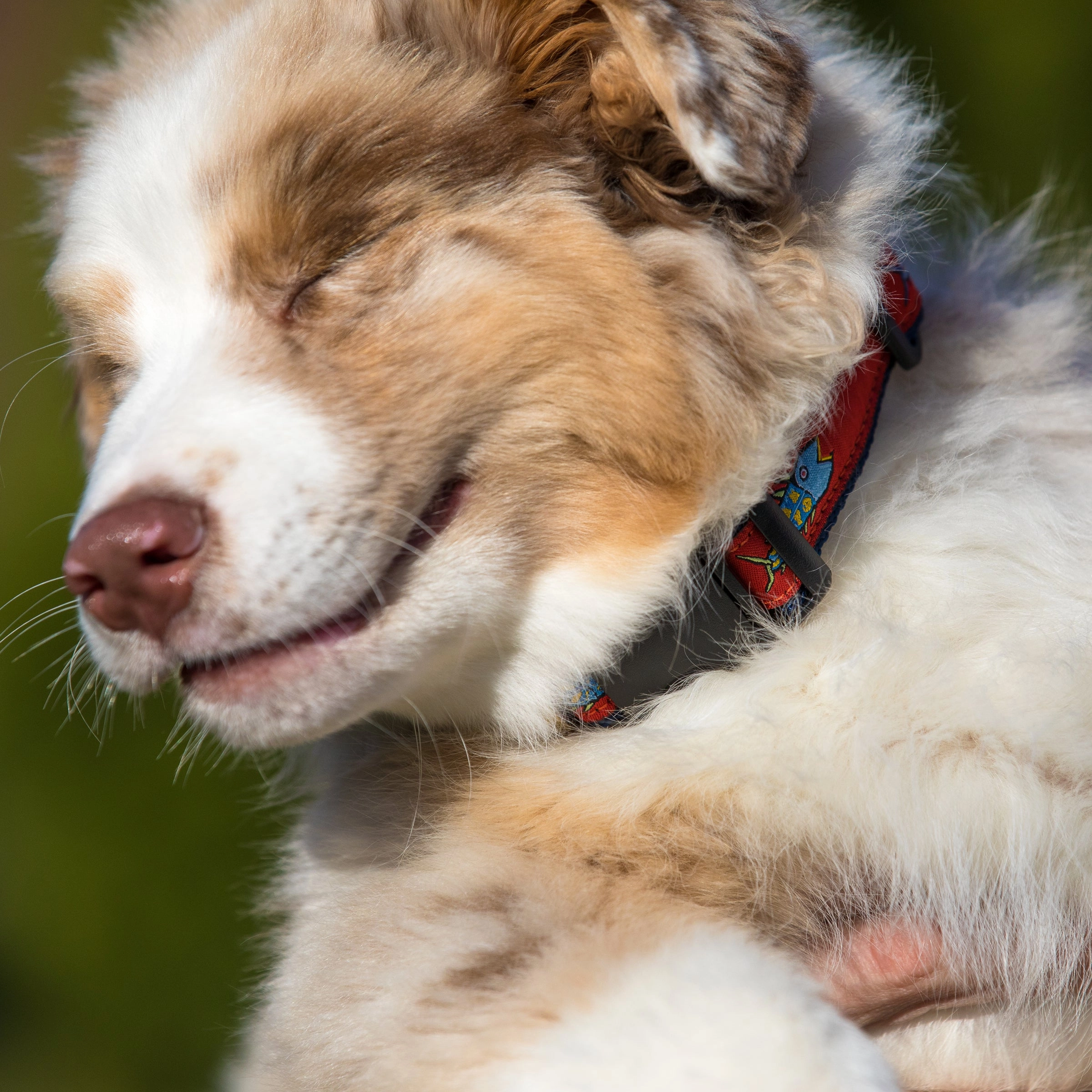 Hopkins Fish Ribbon Dog Collar
