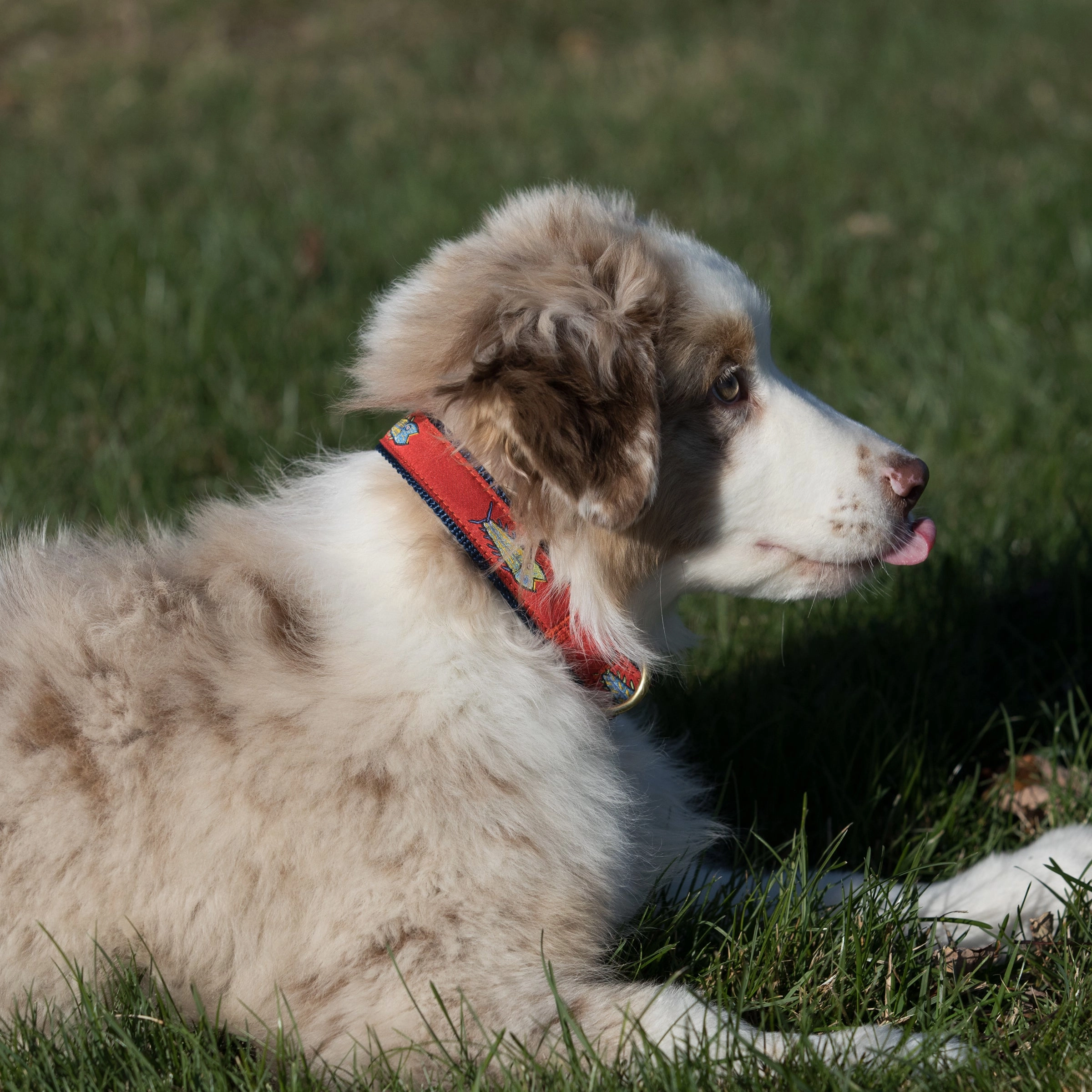Hopkins Fish Ribbon Dog Collar