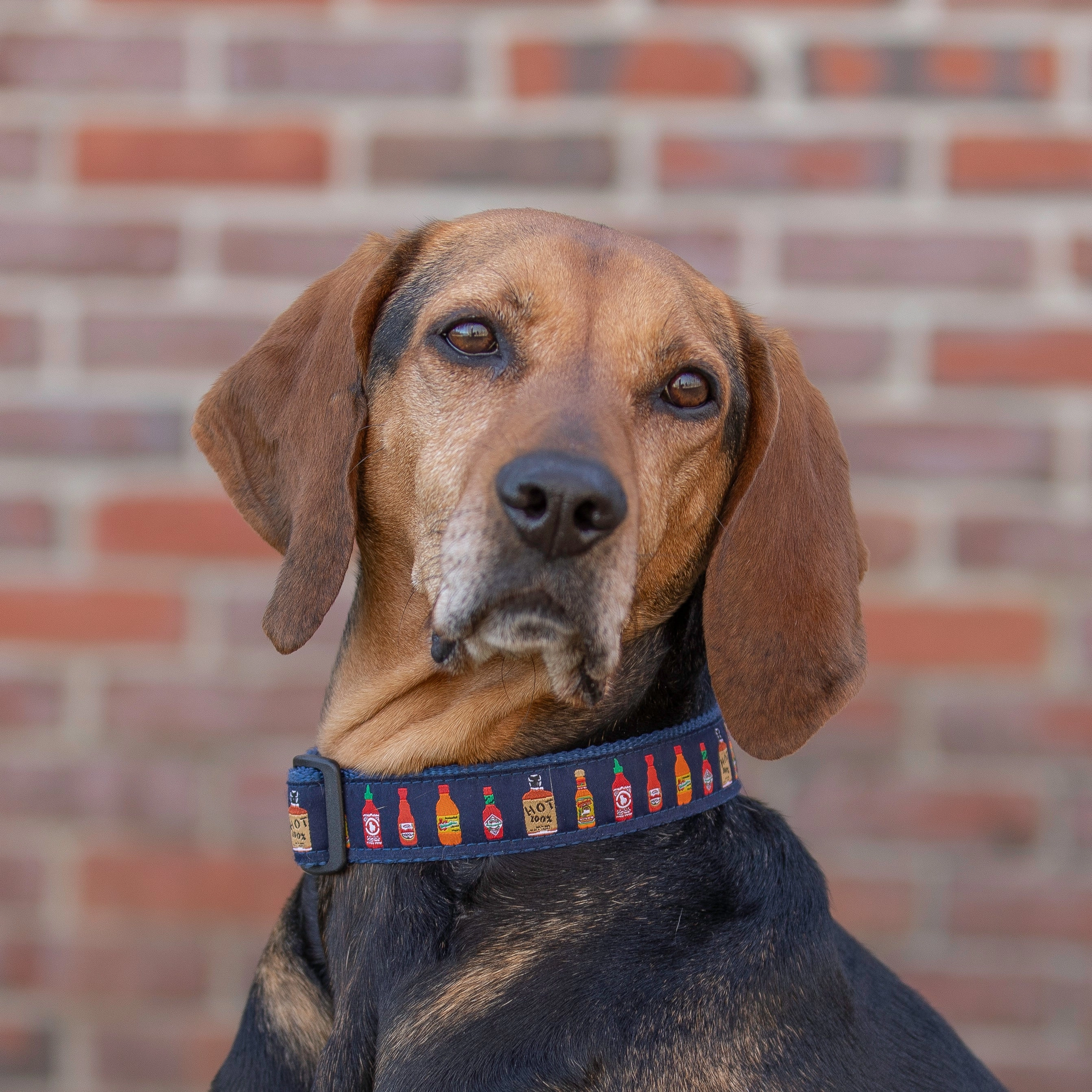 Hot Sauce Ribbon Dog Collar