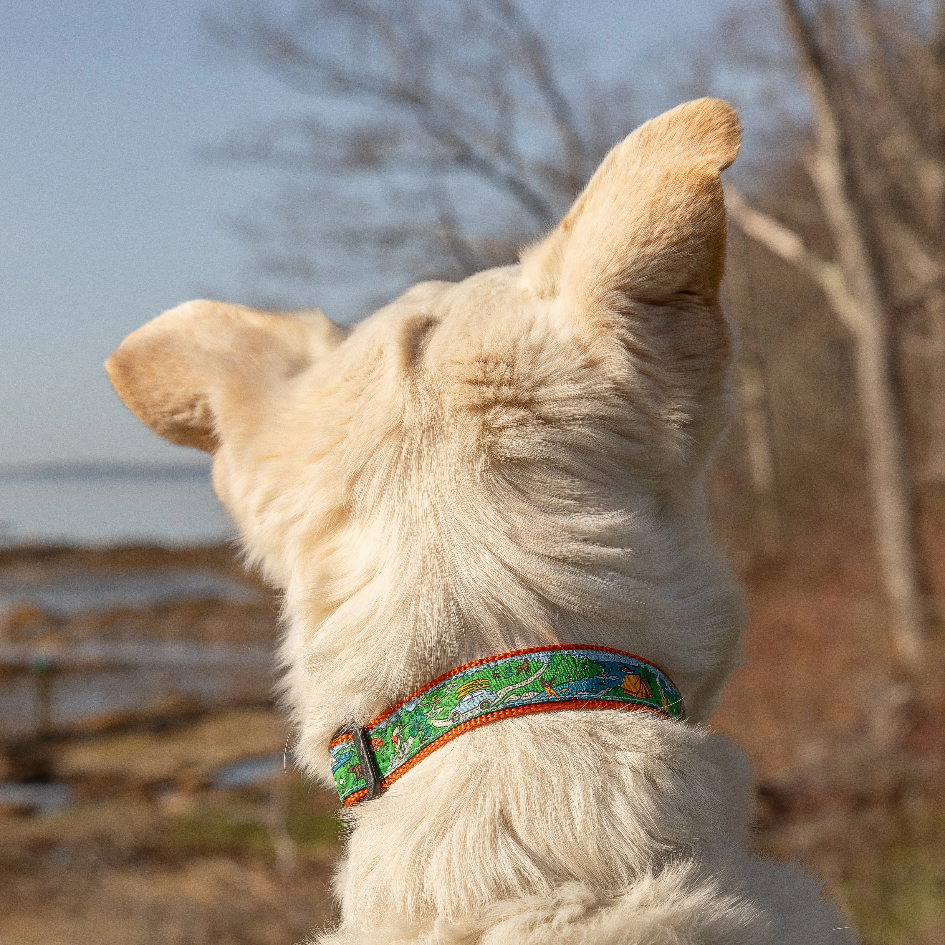 Let's Camp Ribbon Dog Collar