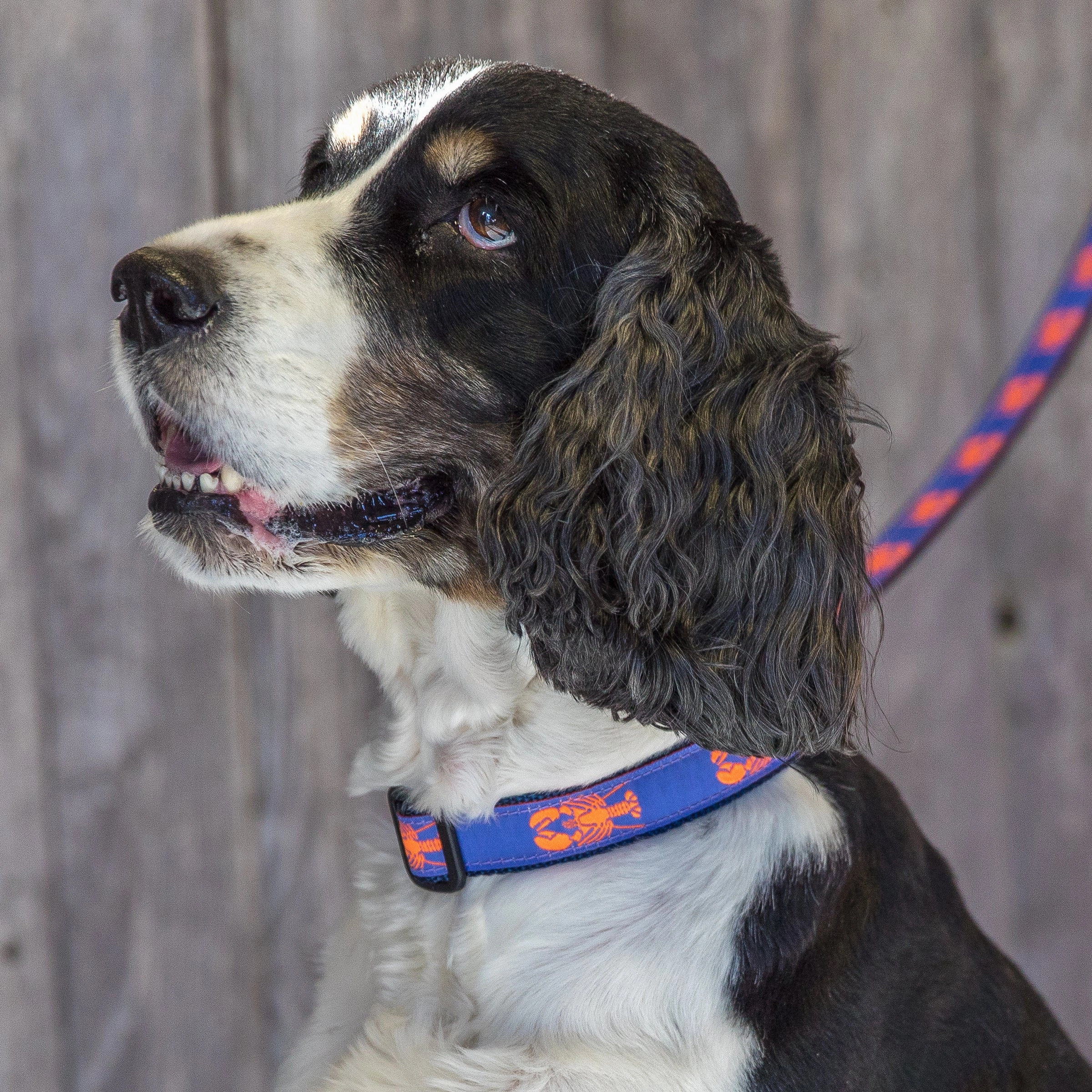 Lobster Ribbon Dog Collar