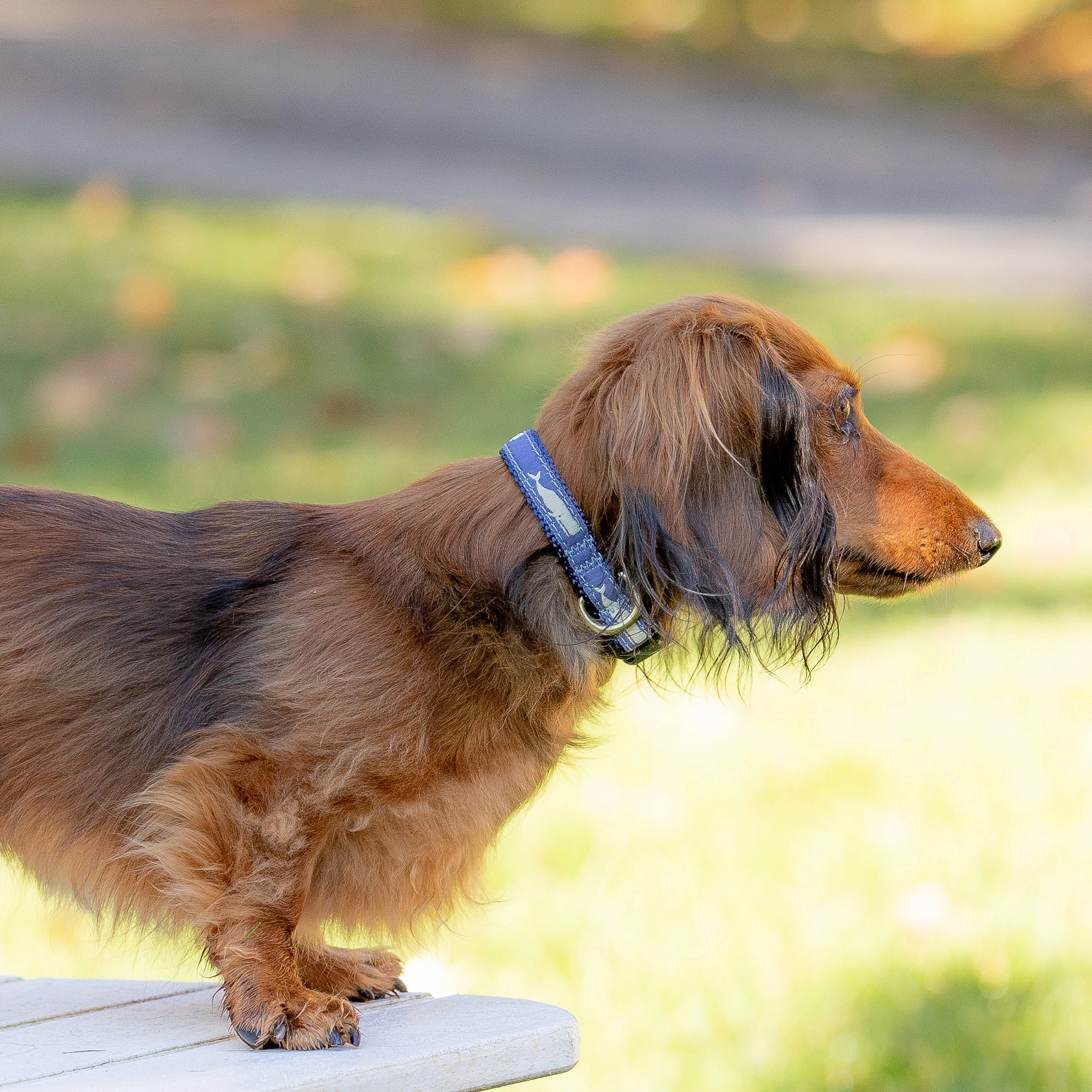 Moby Whale Ribbon Dog Collar