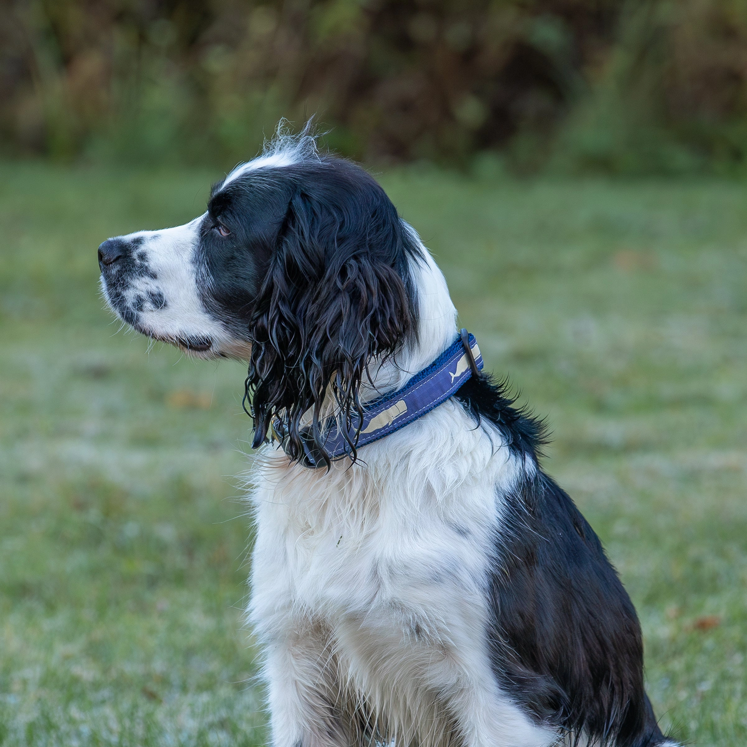 Moby Whale Ribbon Dog Collar