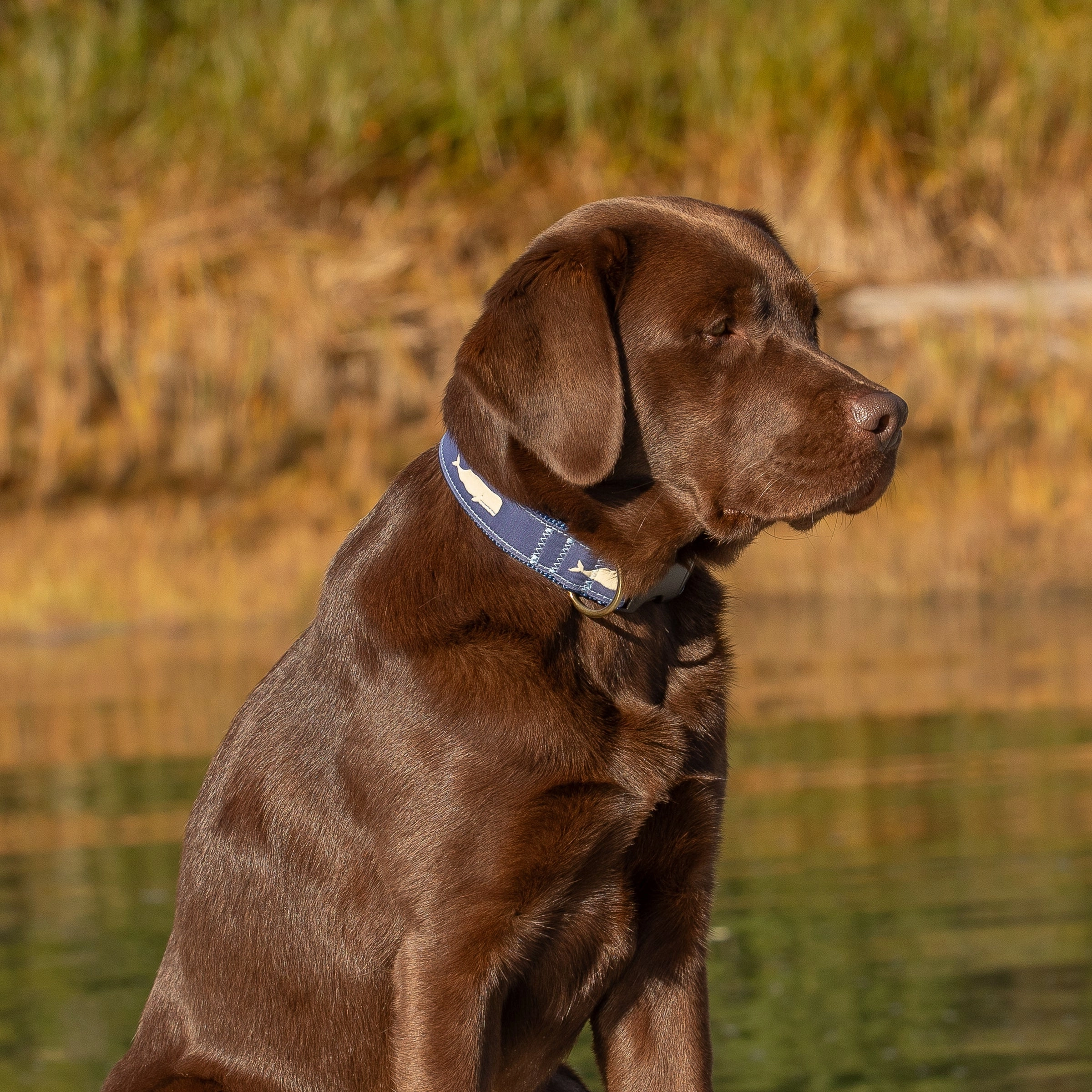 Moby Whale Ribbon Dog Collar