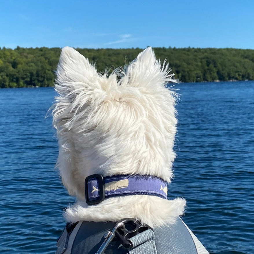 Moby Whale Ribbon Dog Collar