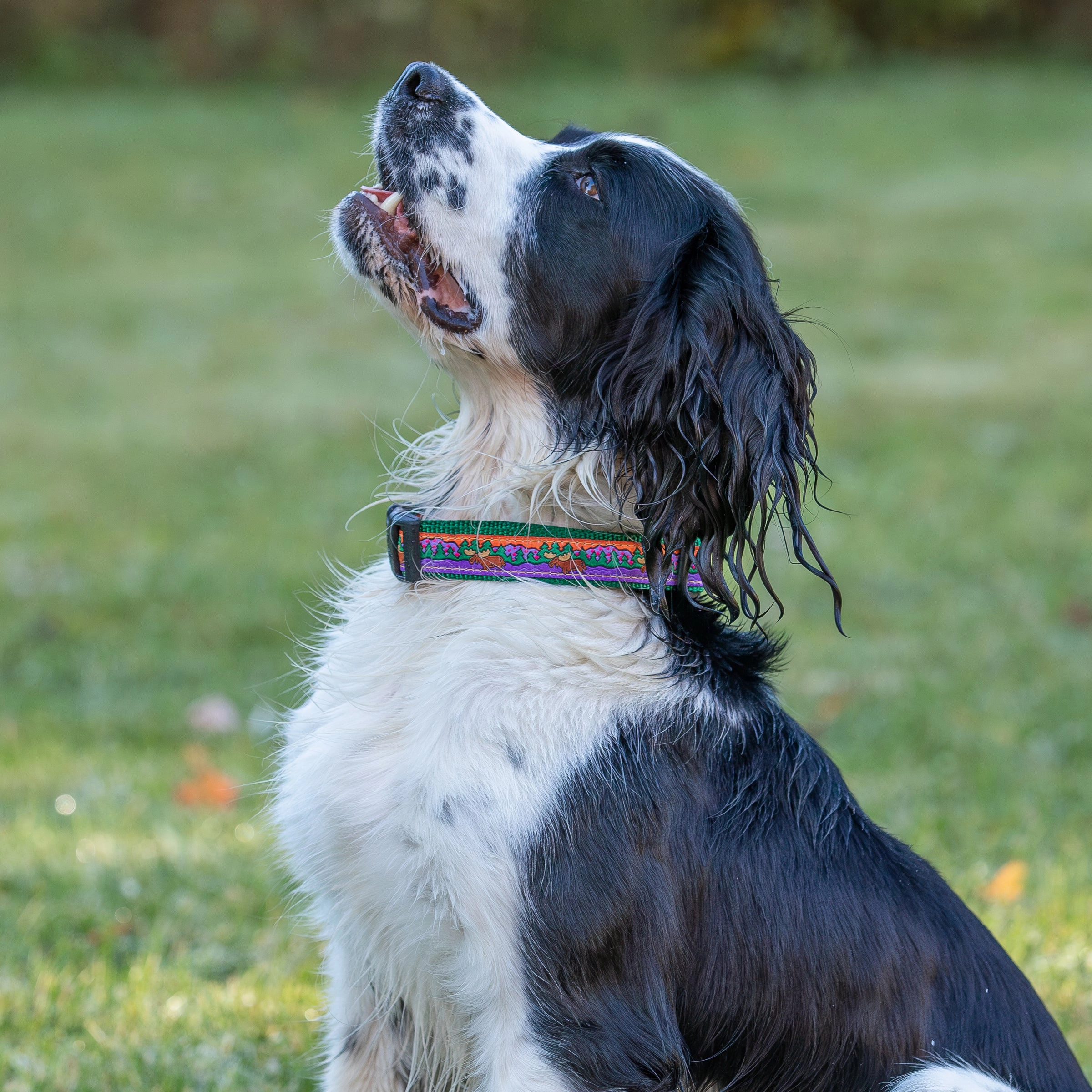 Moose II Ribbon Dog Collar
