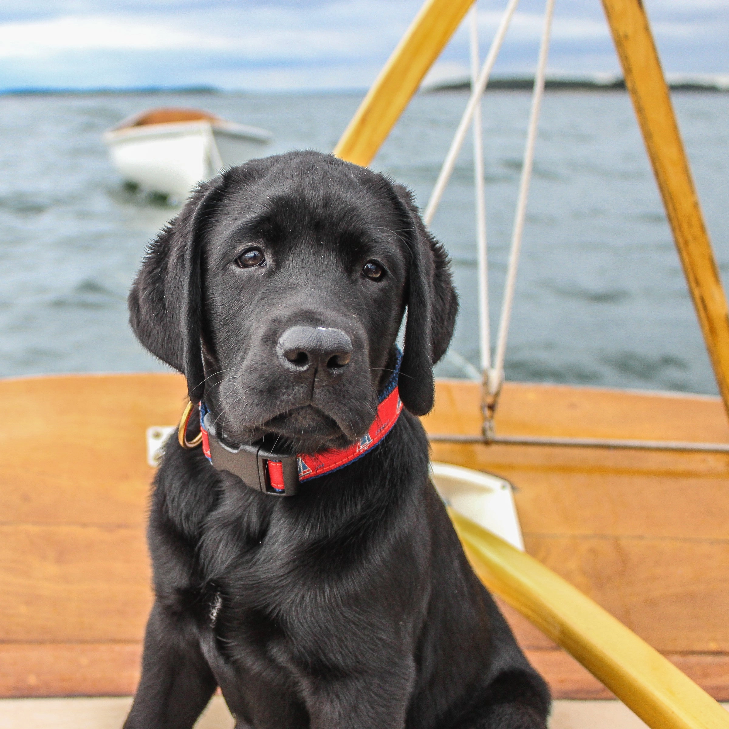 One Design Sailboats Ribbon Dog Collar