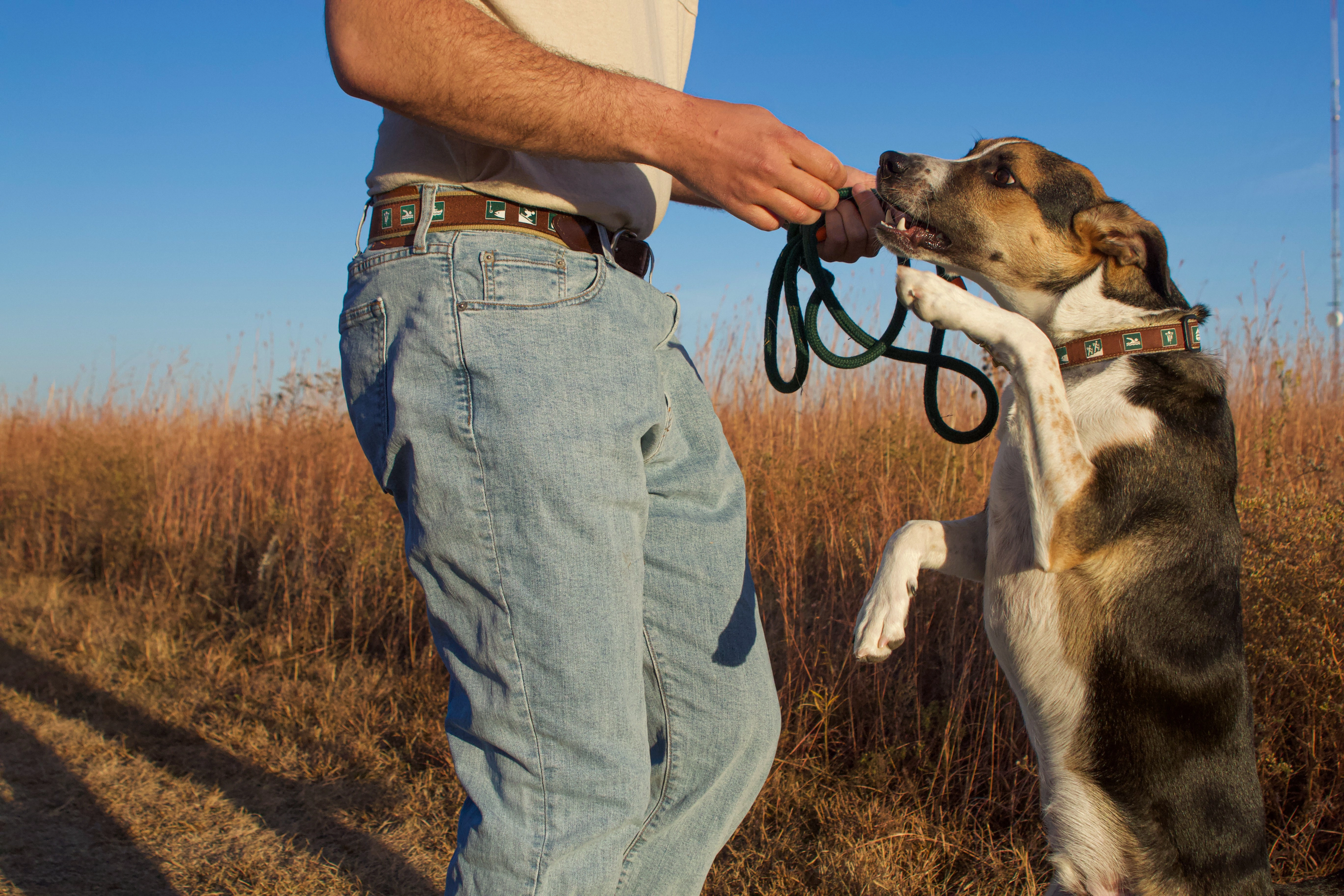 Parks & Rec Signs Ribbon Dog Collar