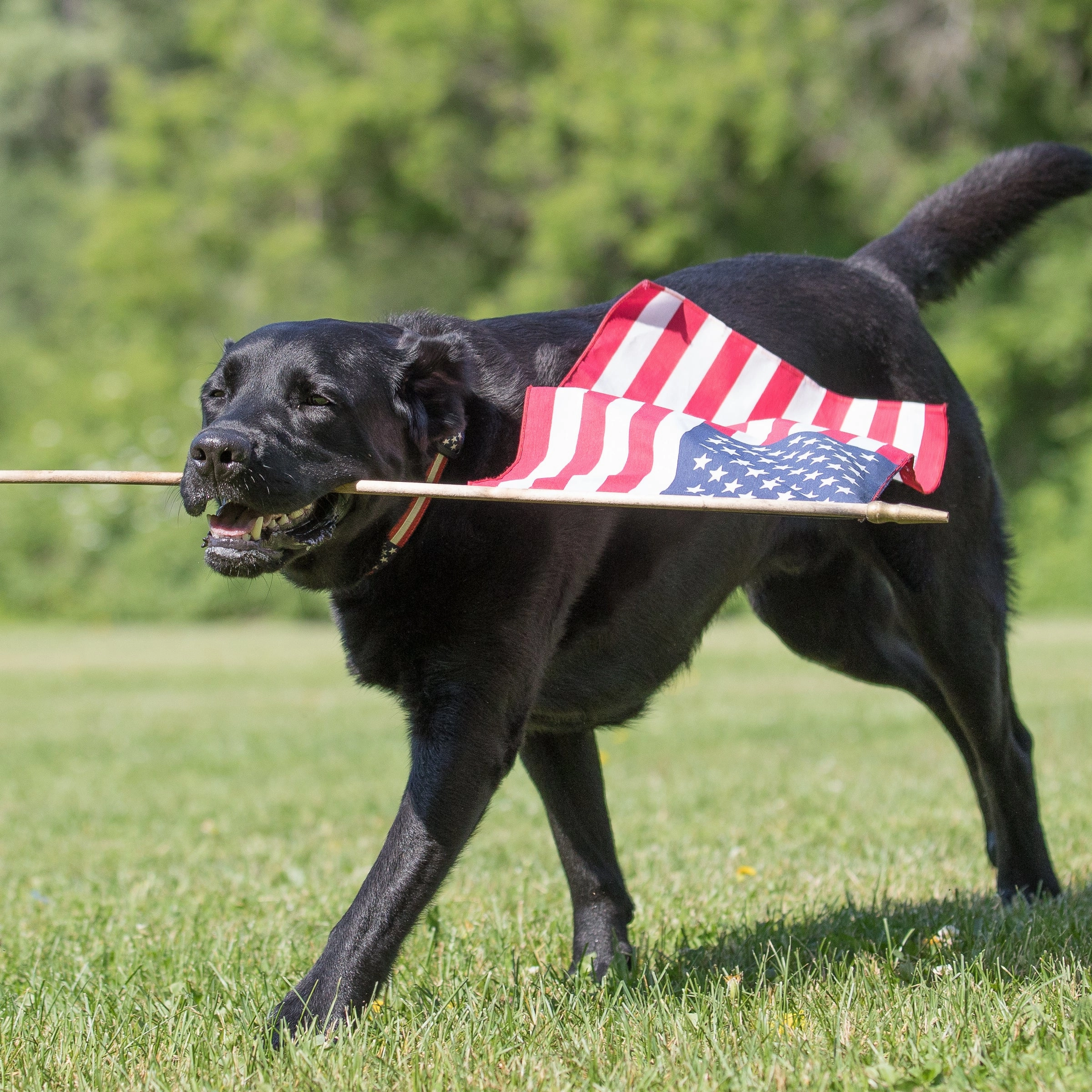 Retro Flag Ribbon Dog Collar