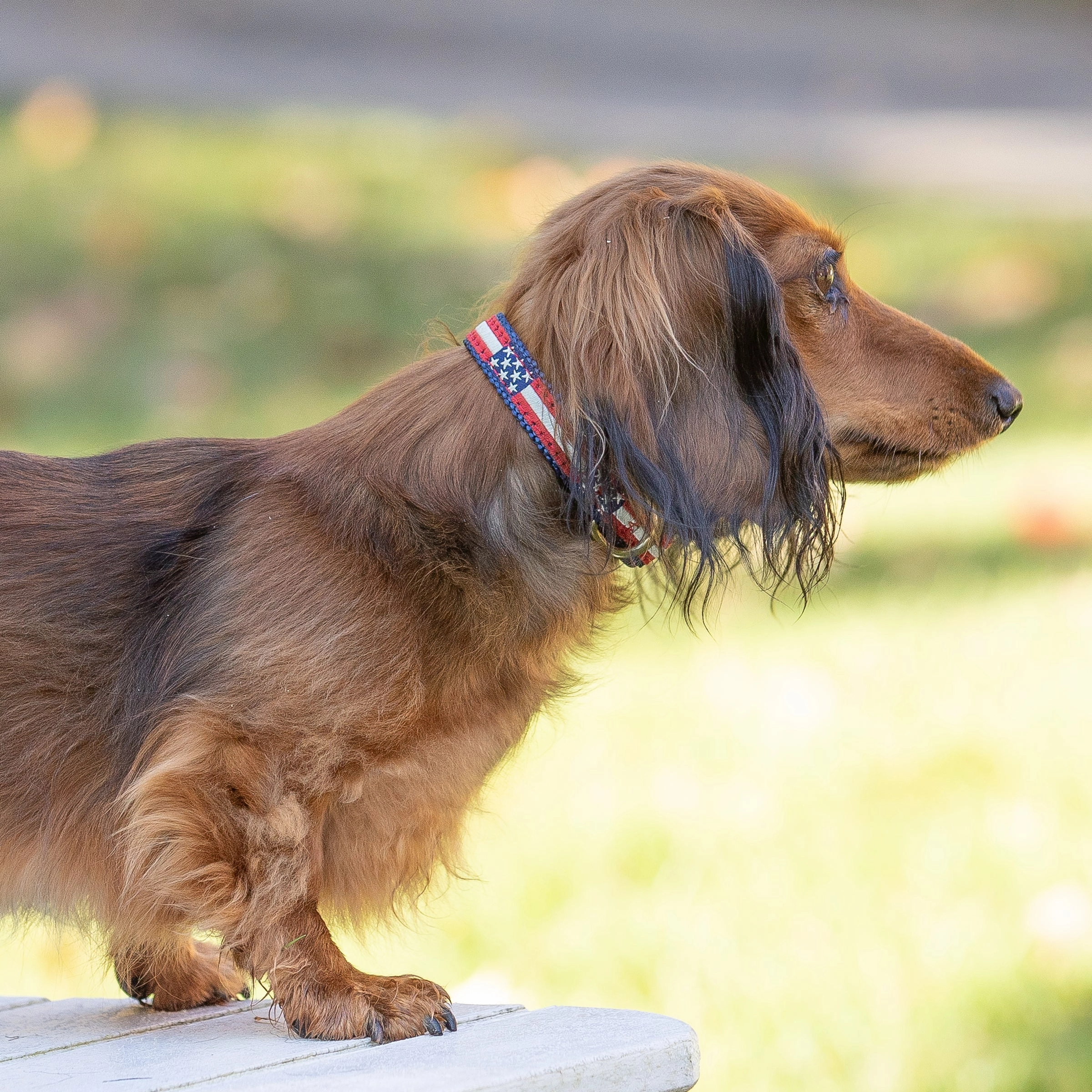 Retro Flag Ribbon Dog Collar