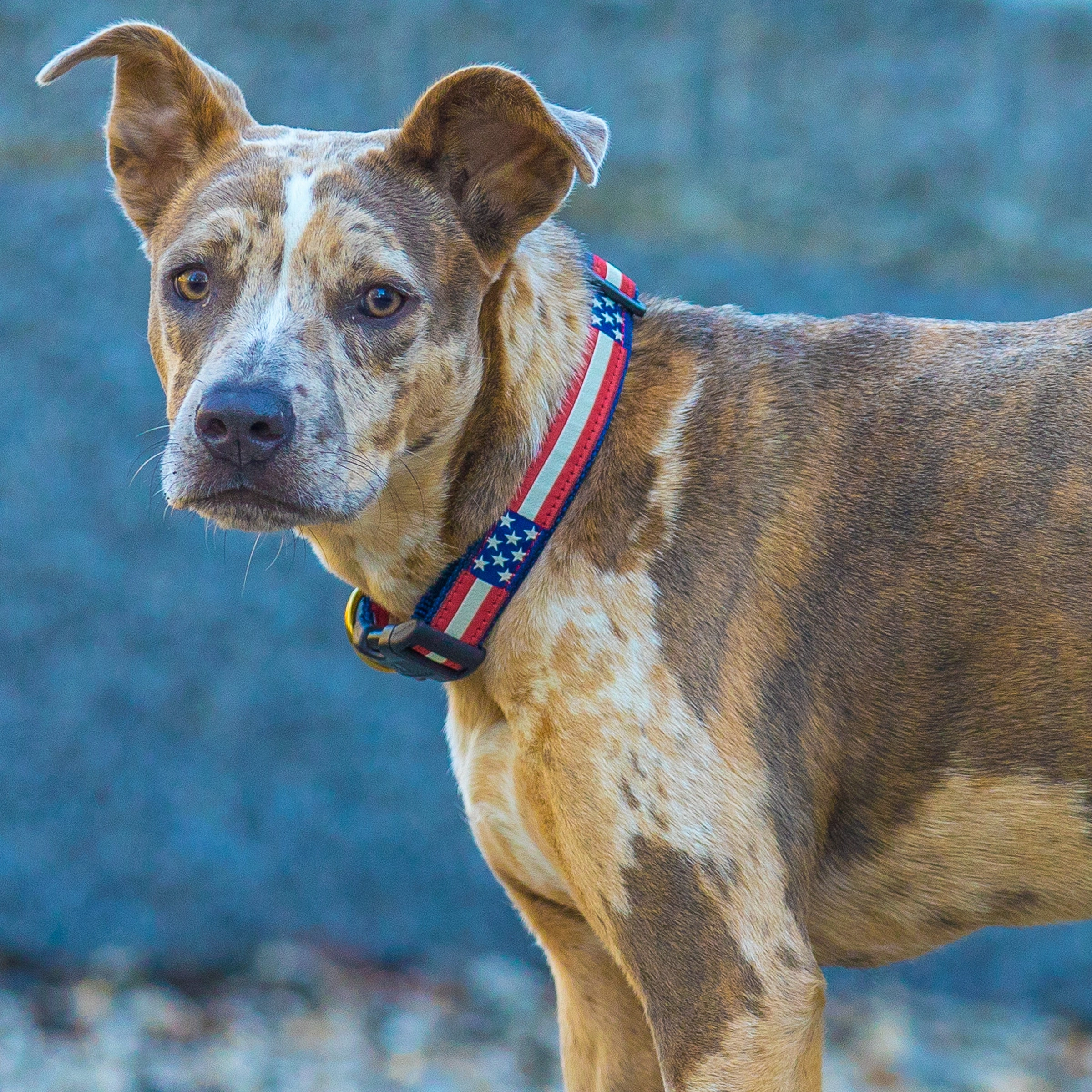 Retro Flag Ribbon Dog Collar