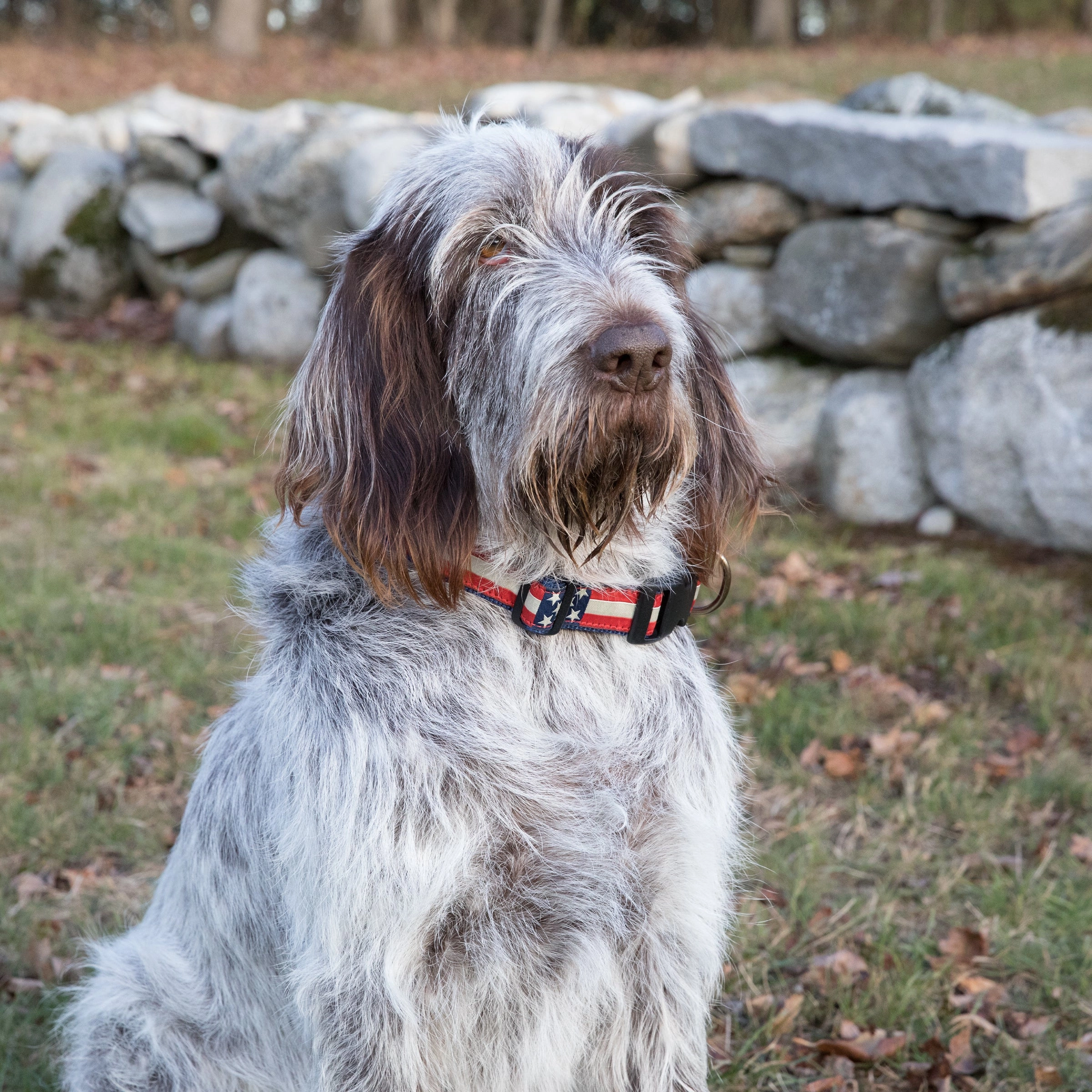 Retro Flag Ribbon Dog Collar
