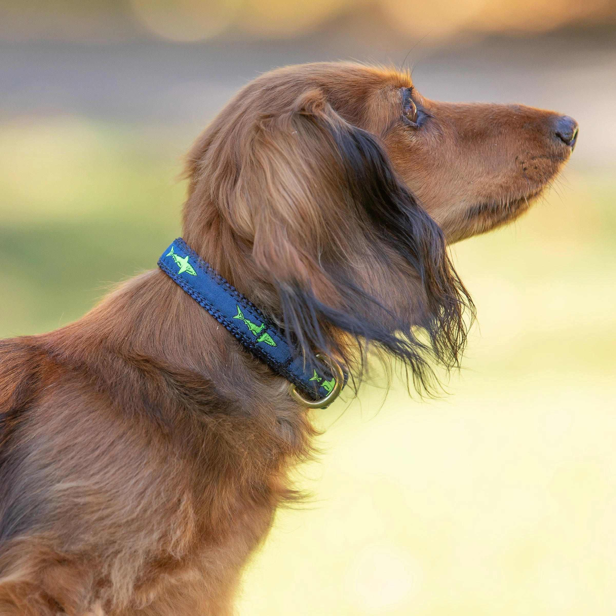 Shark Ribbon Dog Collar