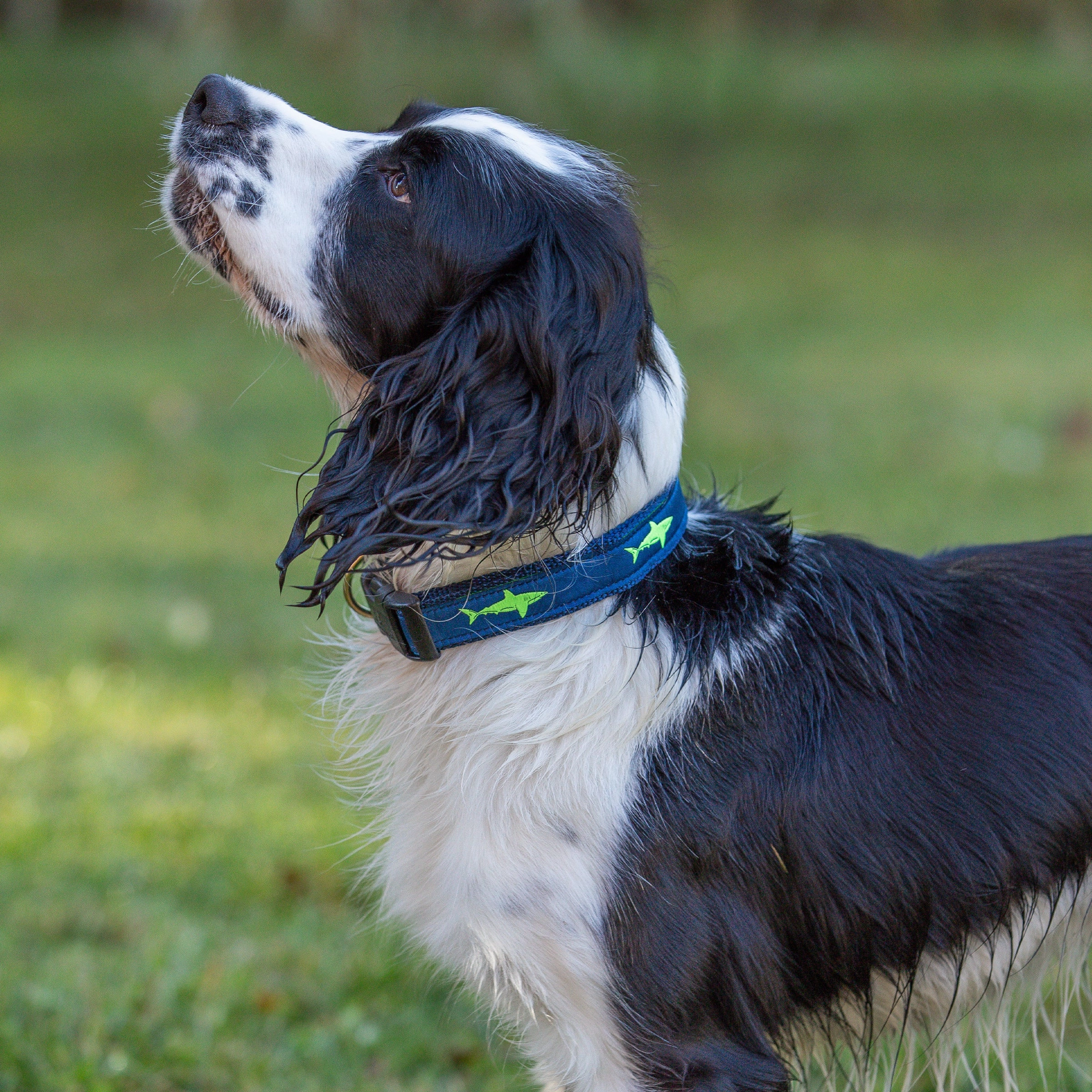 Shark Ribbon Dog Collar