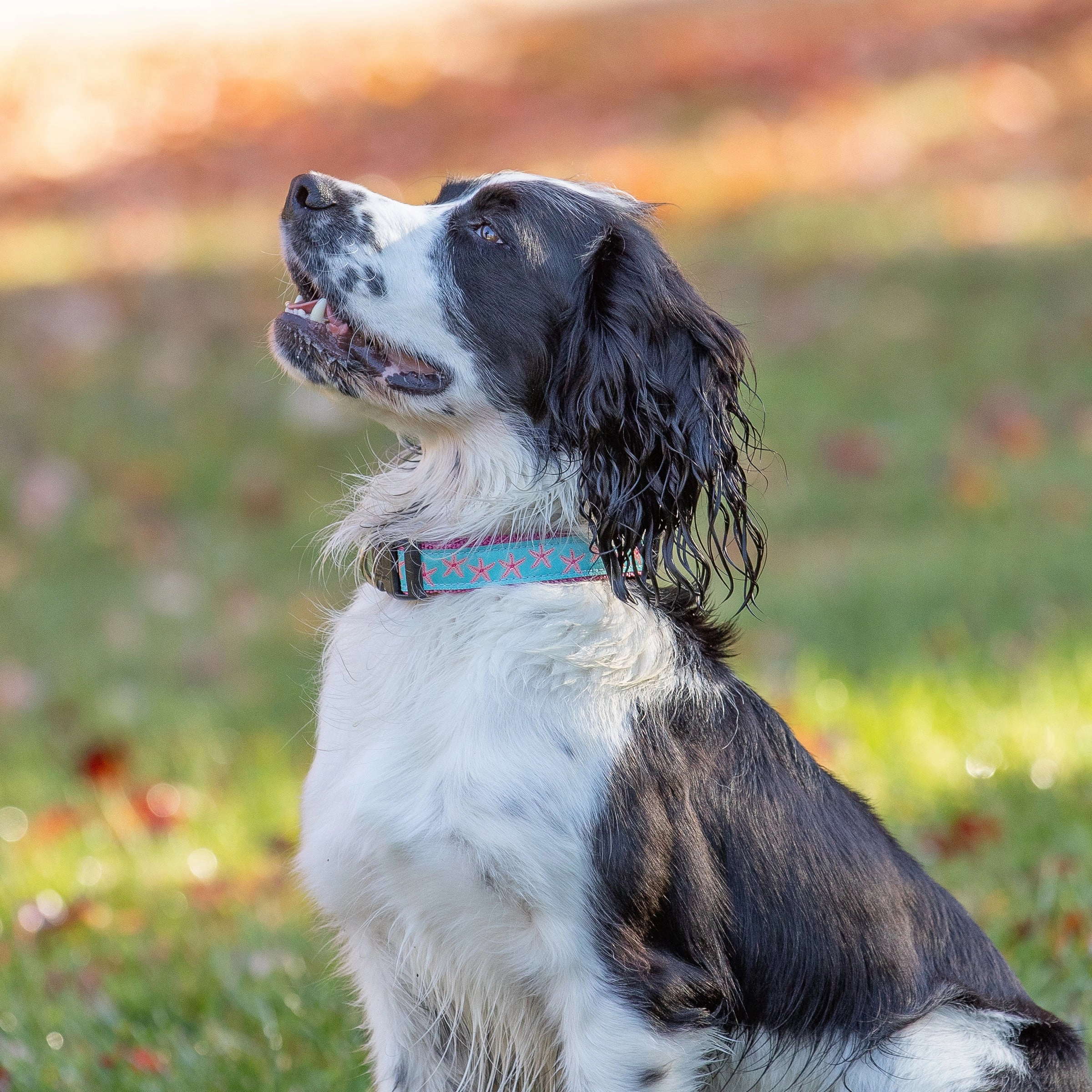 Starfish Ribbon Dog Collar