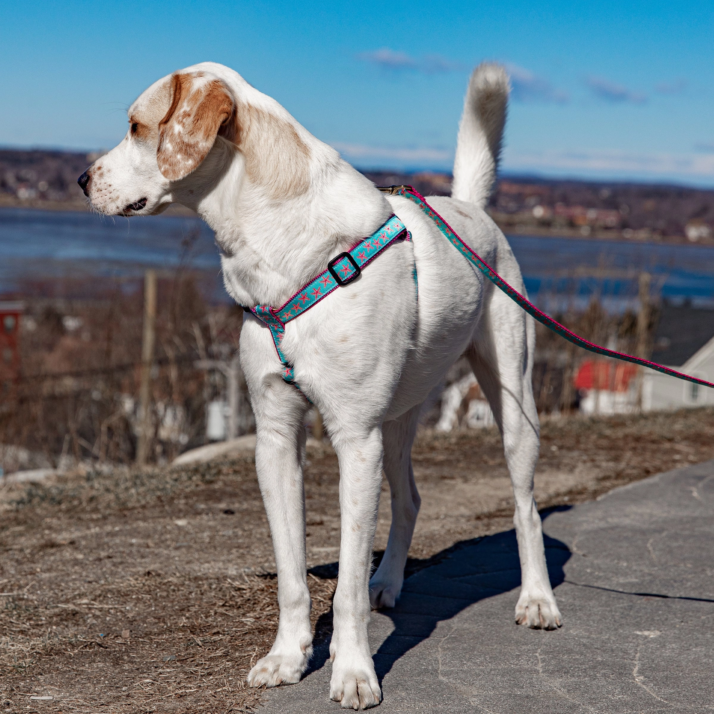Starfish Ribbon Dog Harness