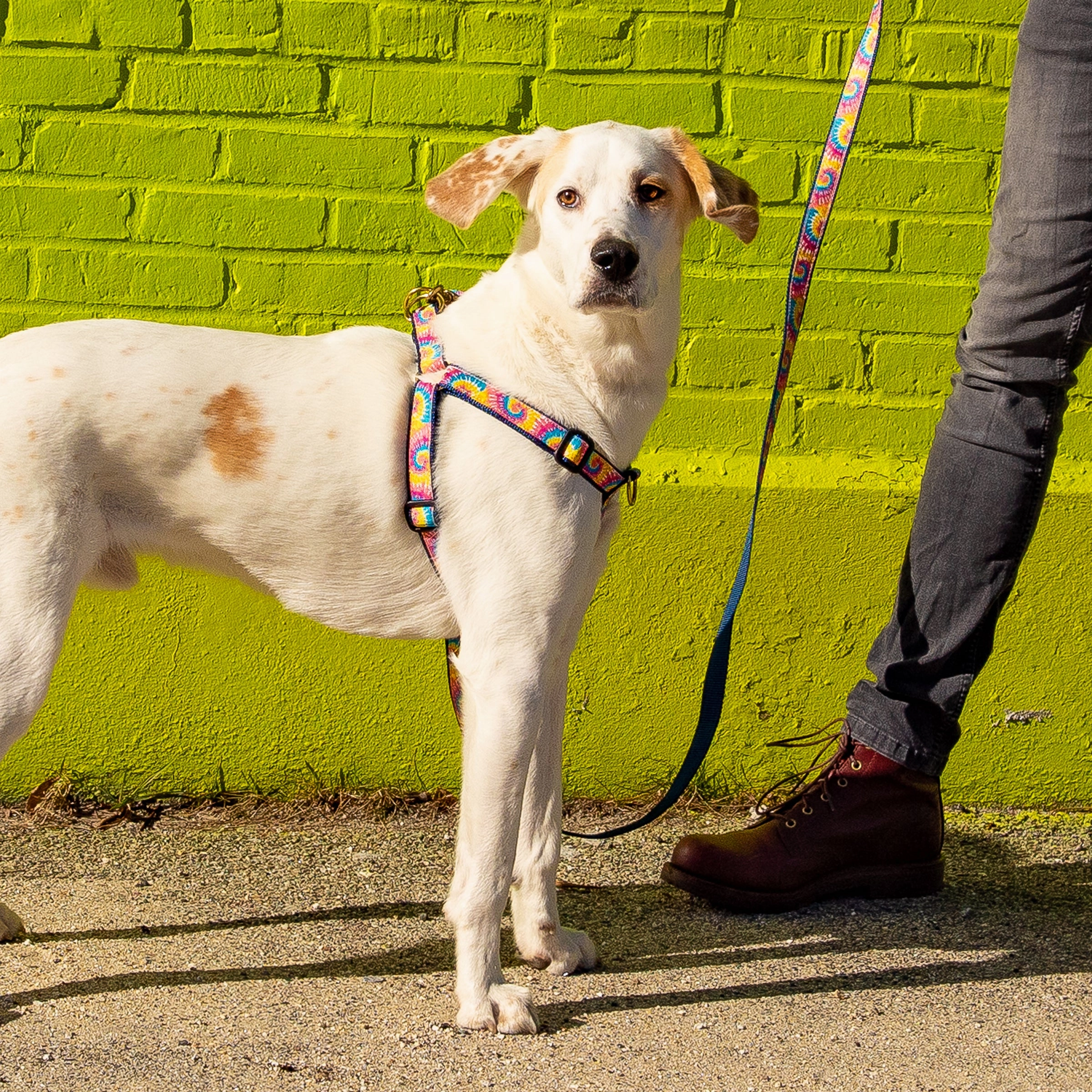Tie Dye Ribbon Dog Harness
