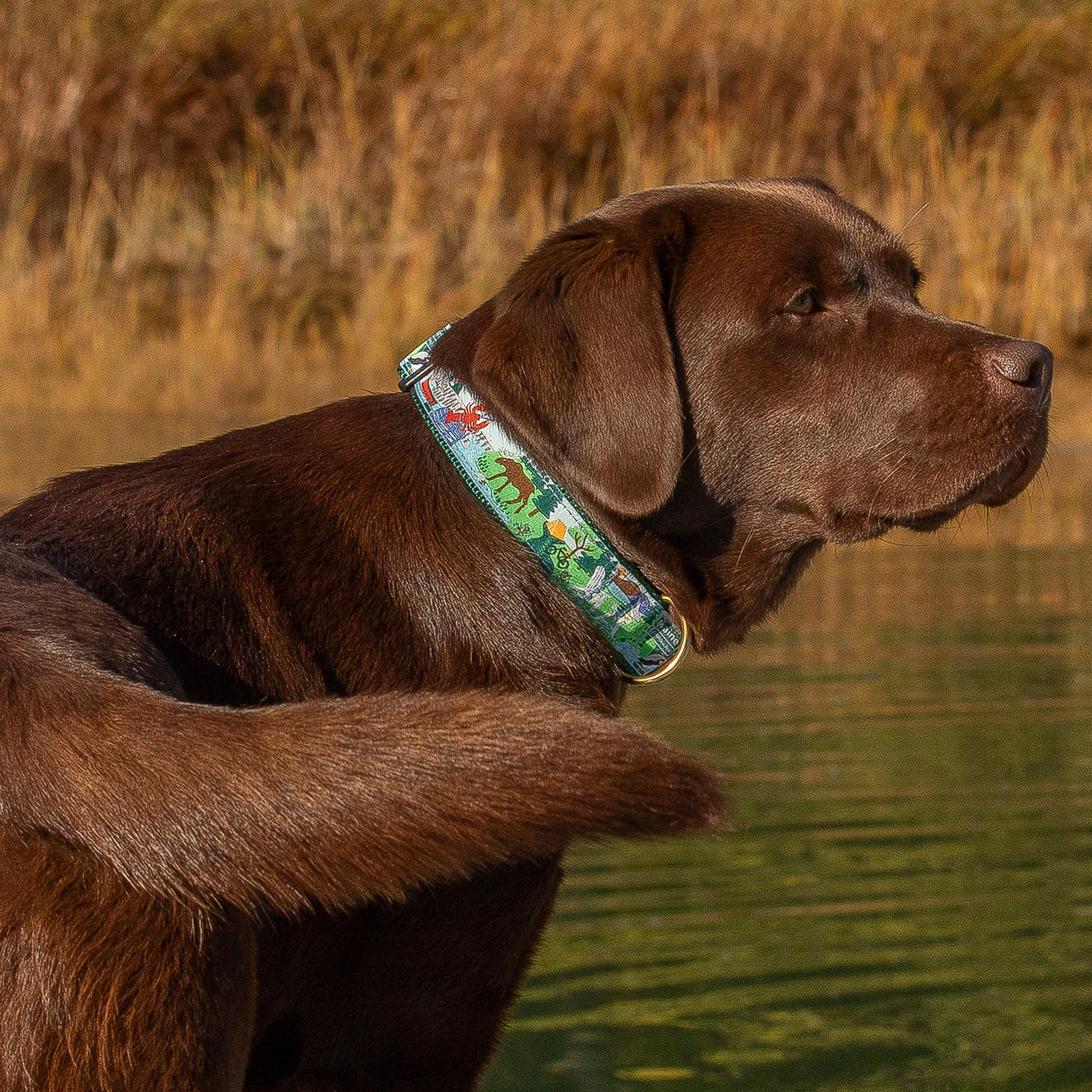 Vacationland Ribbon Dog Collar