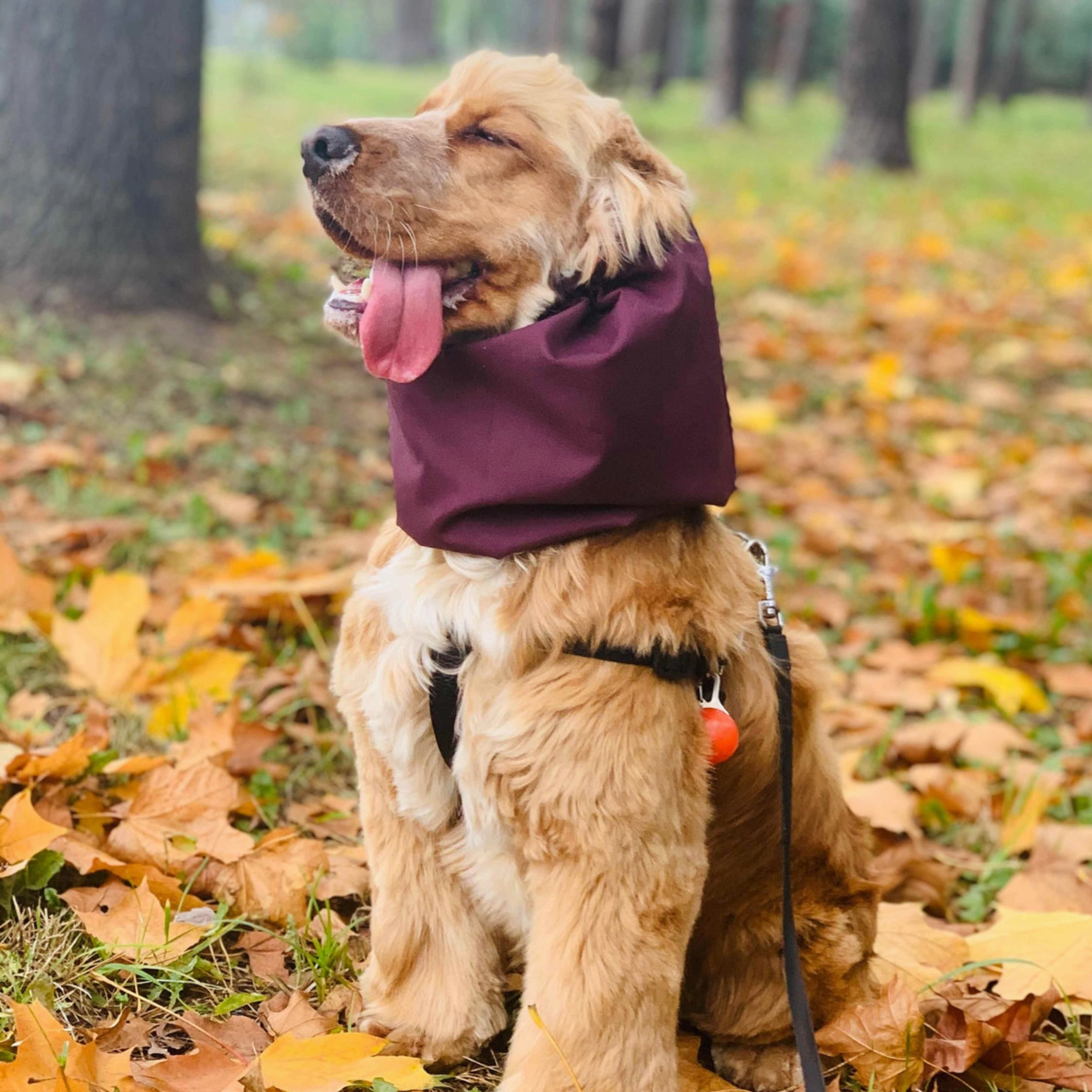 Waterproof Dog Snood | Burgundy
