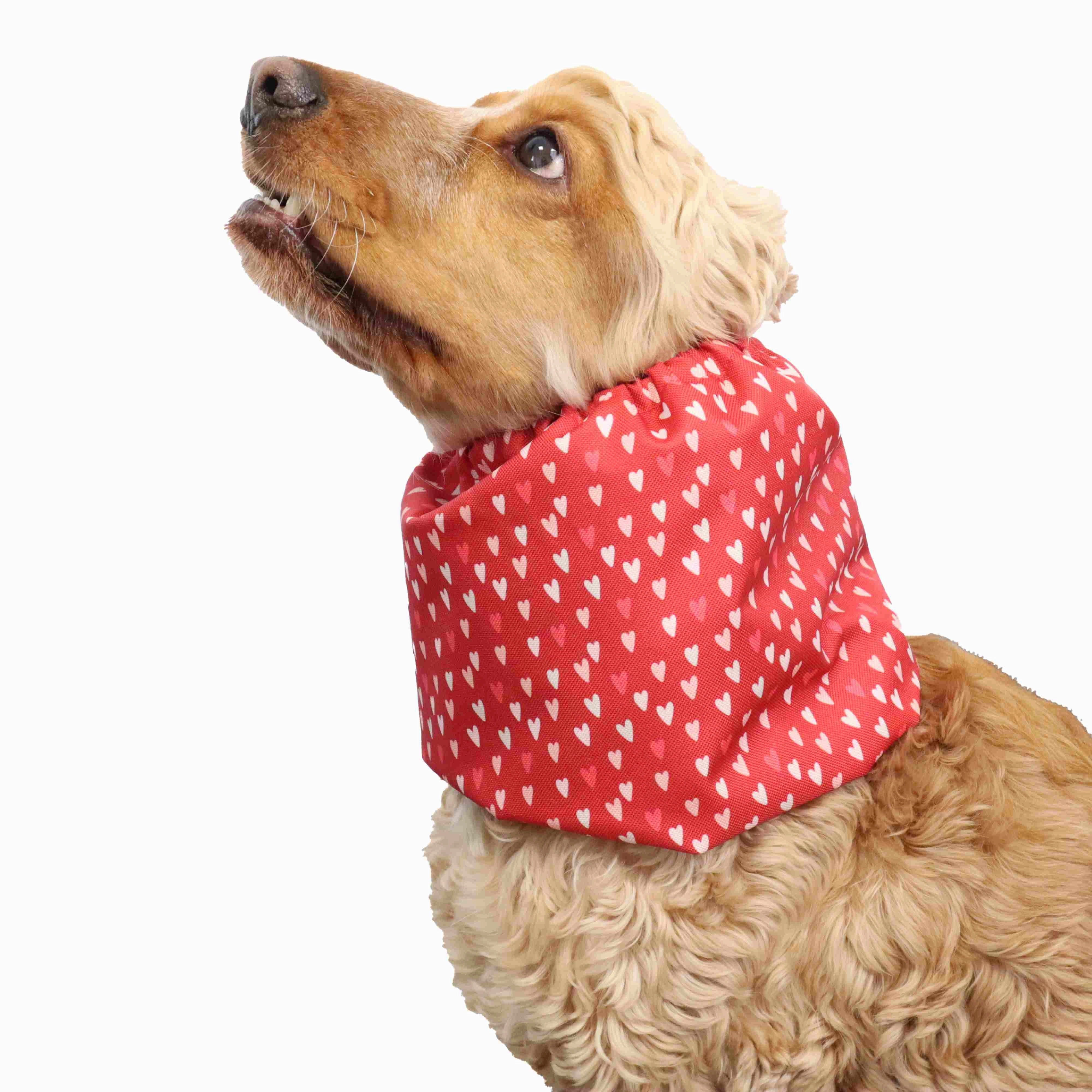 Waterproof  Dog Snood | Hearts
