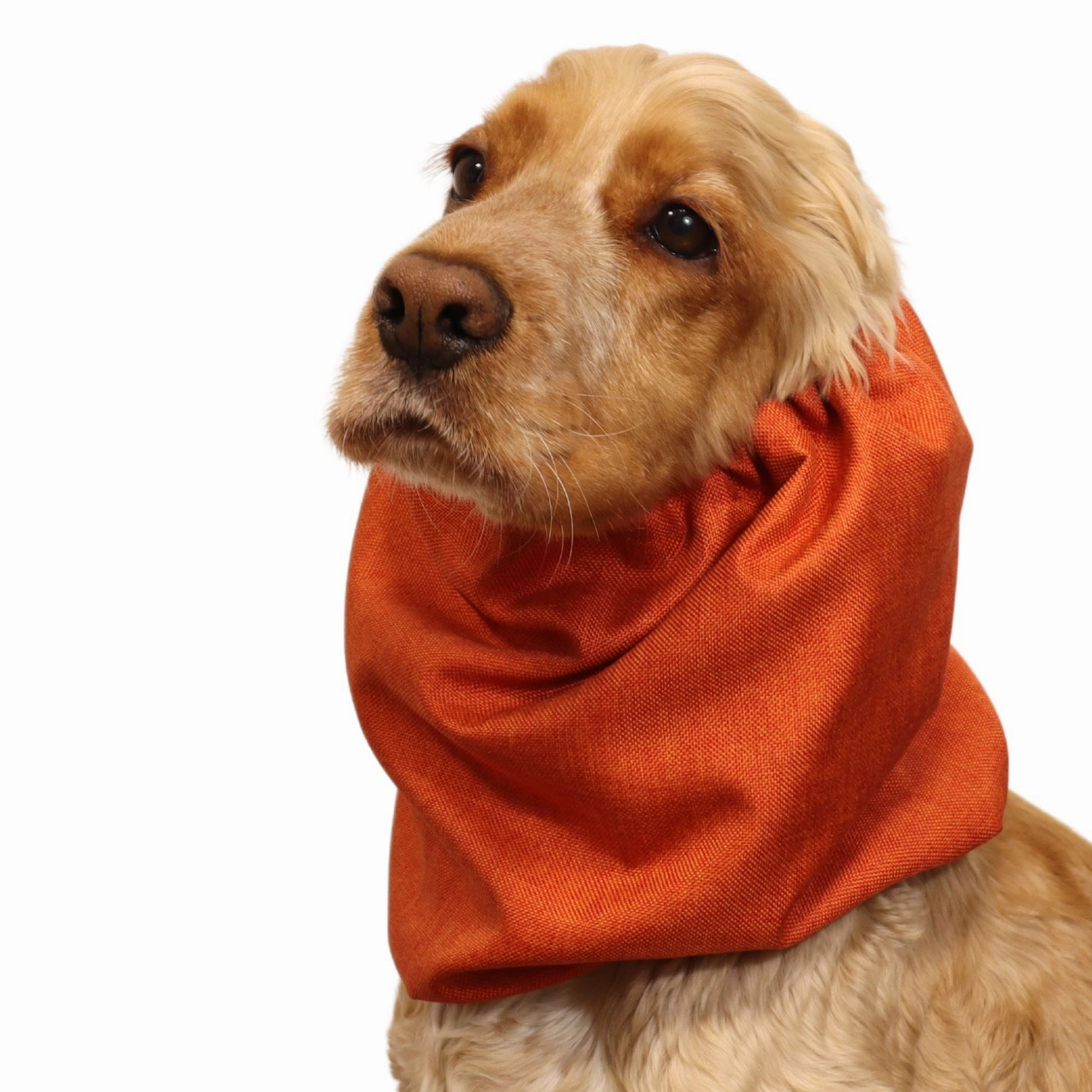 Waterproof Dog Snood | Jeans Burnt Orange